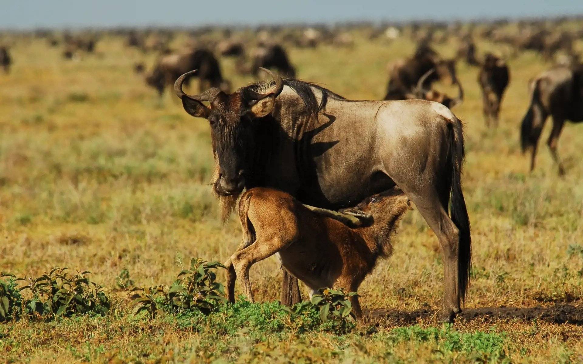 Safaris d'Hiver et Plages de sable blanc: La Grande Migration du Serengeti à Zanzibar