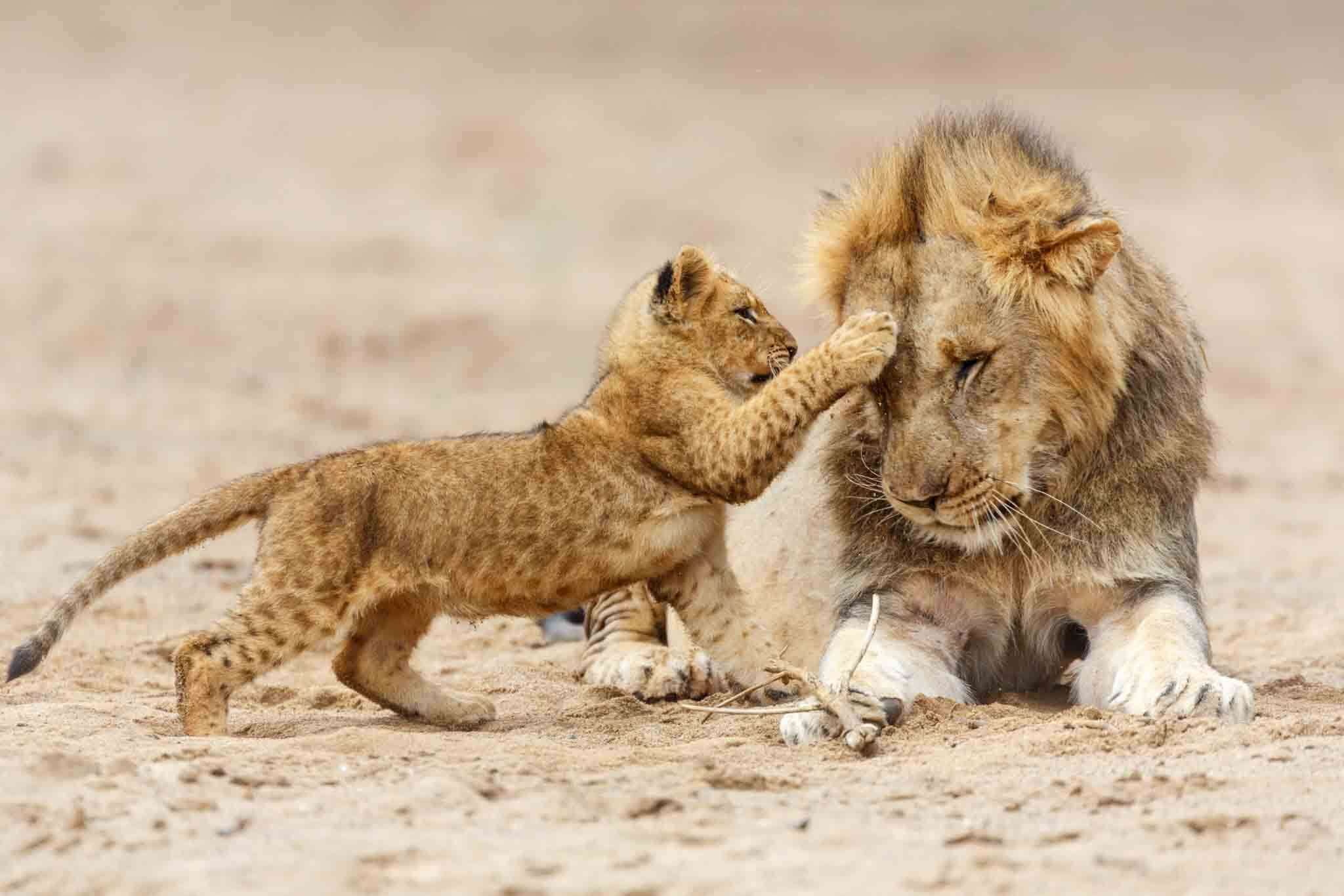 Tarangire, Serengeti, Ngorongoro : De la Savane Africaine aux Plages de Zanzibar