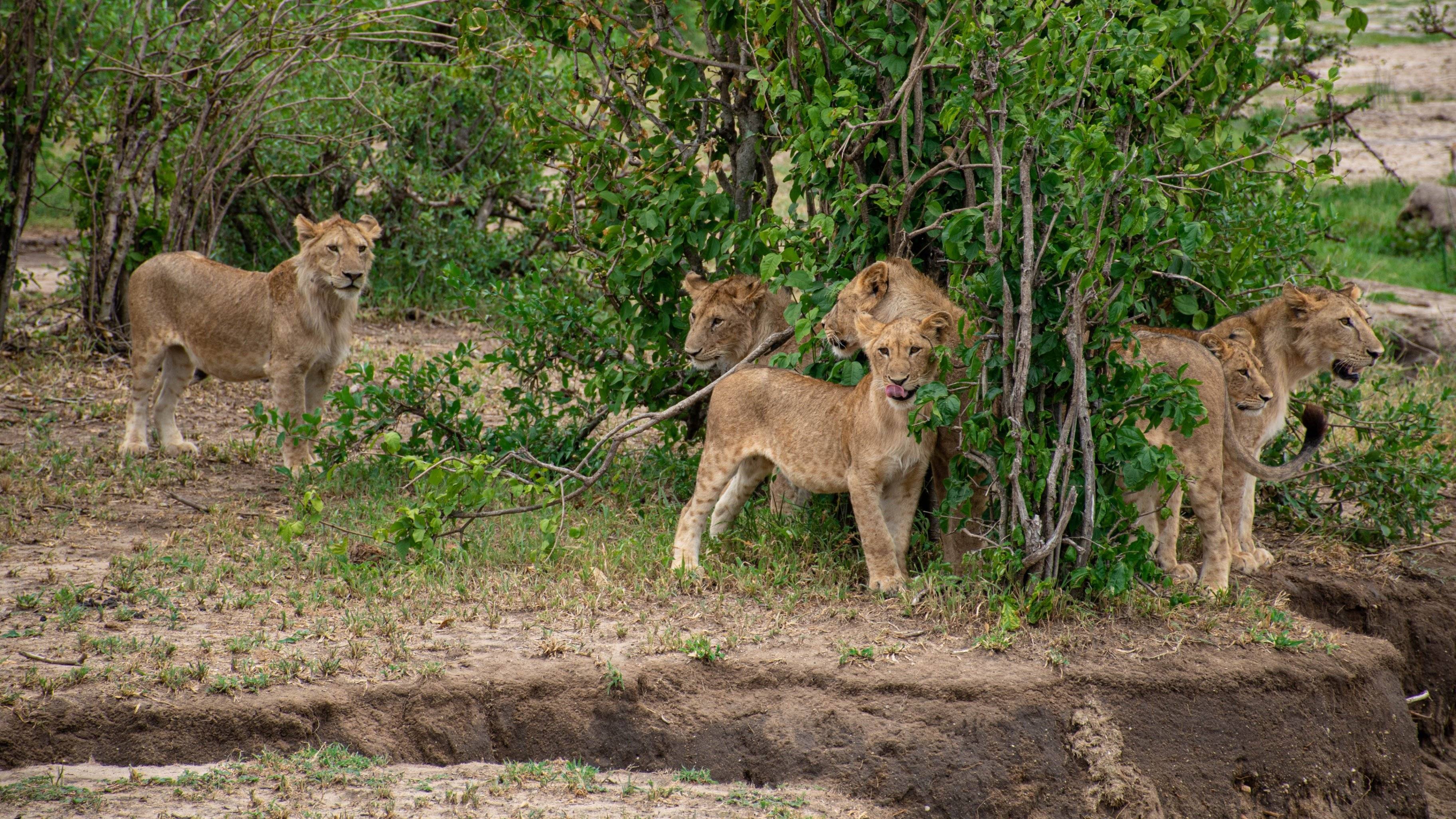 Viaggio in inverno - Stagione dei Cuccioli e Grande Migrazione nel Centro e Sud Serengeti