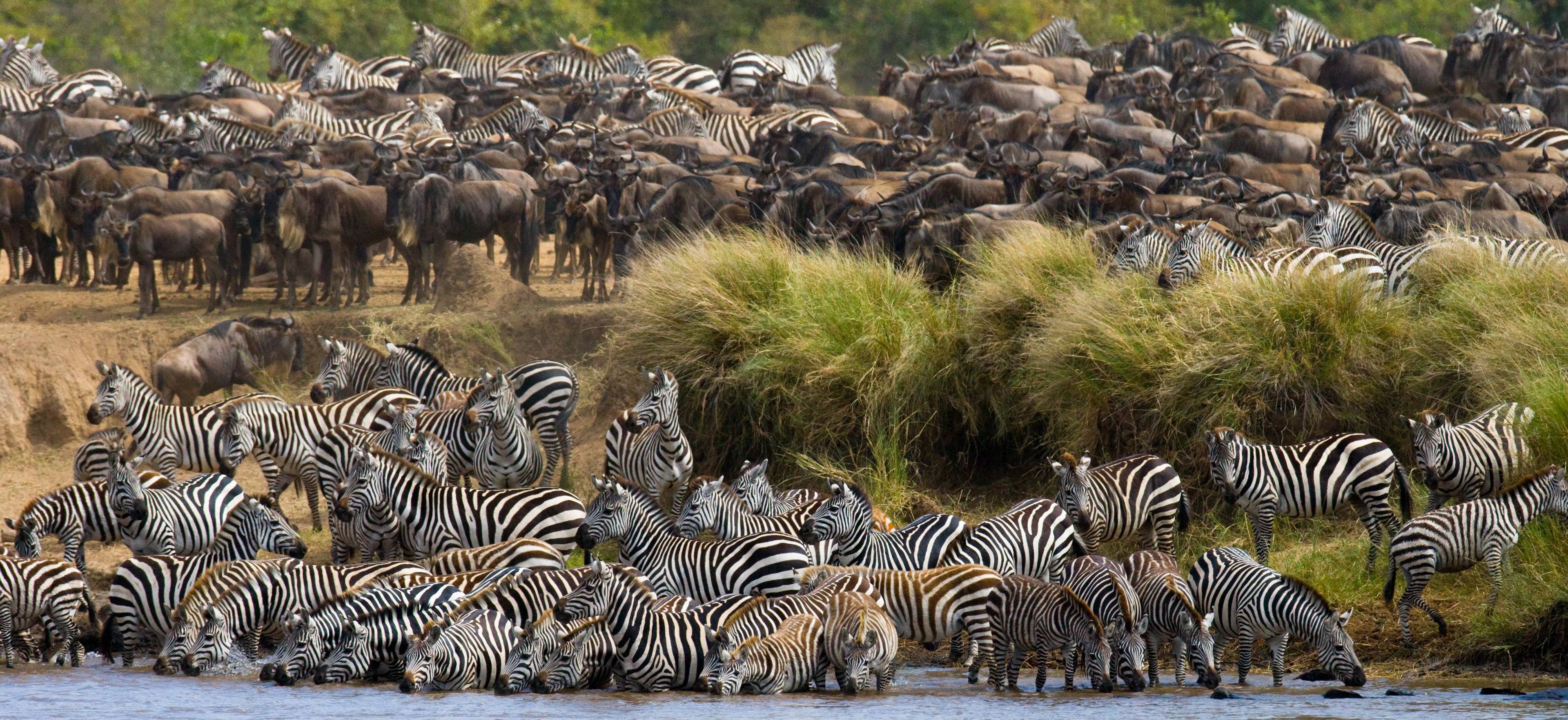 Grande Migrazione del Nord Serengeti con attraversamento del Fiume e Zanzibar