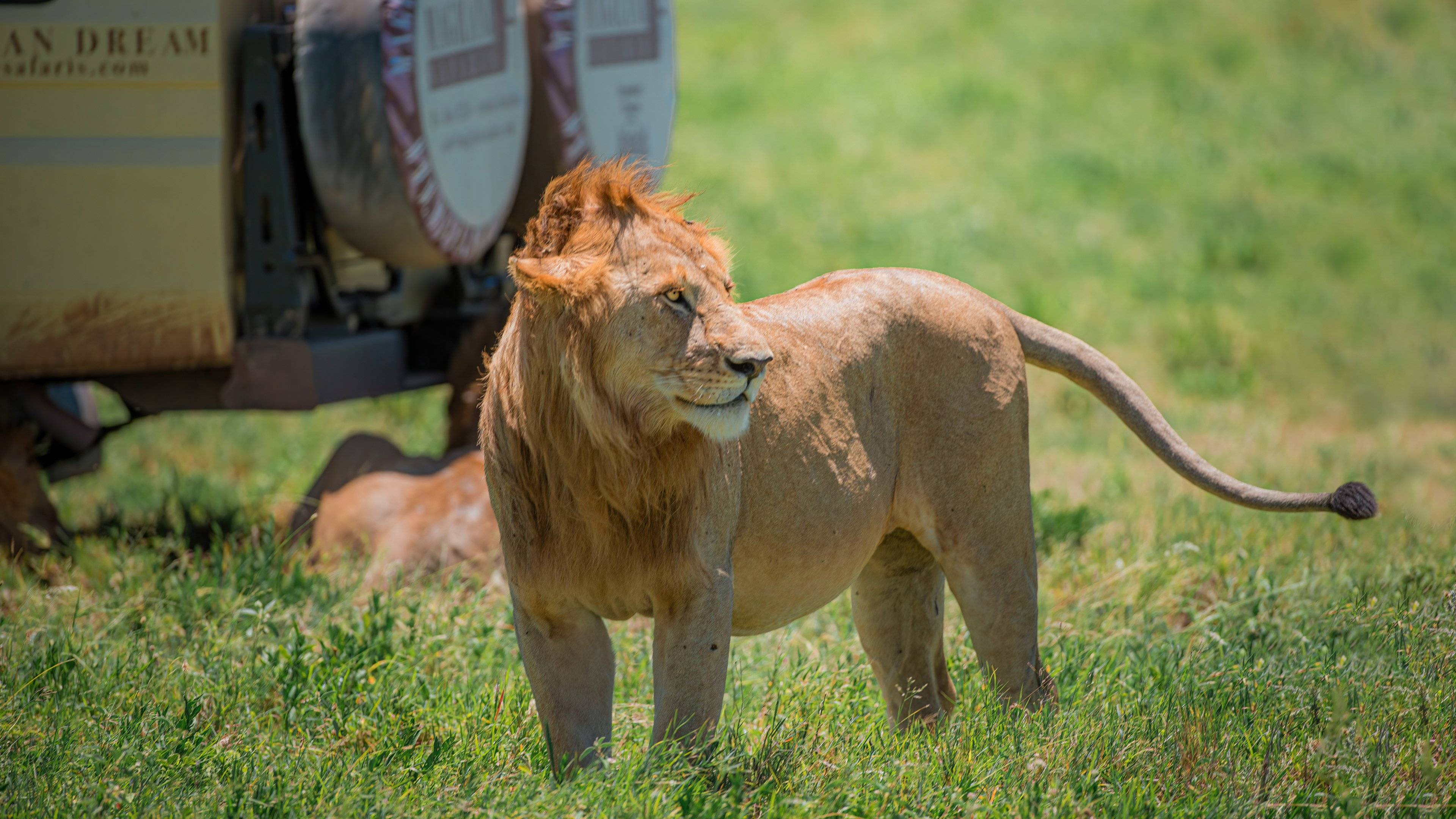 Sulle orme dei "Big Five" nella natura selvaggia tanzaniana