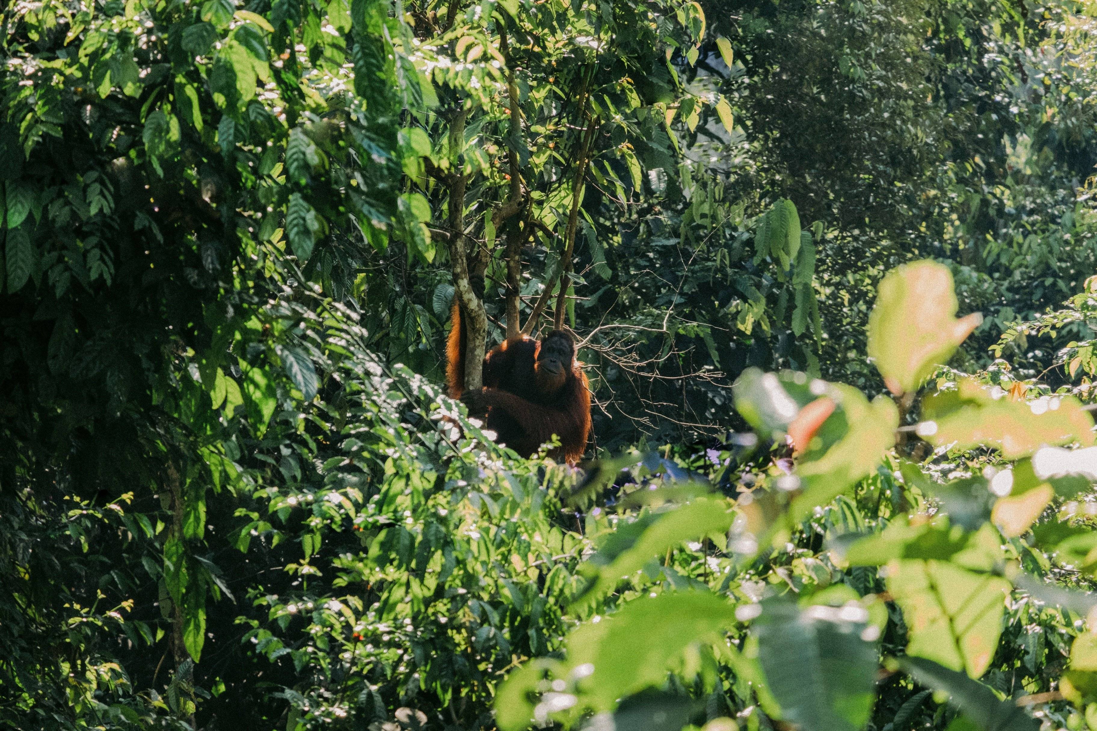 Fascinante Viaje para Adolescentes: Descubriendo Paraísos Ocultos entre Sumatra y Lombok