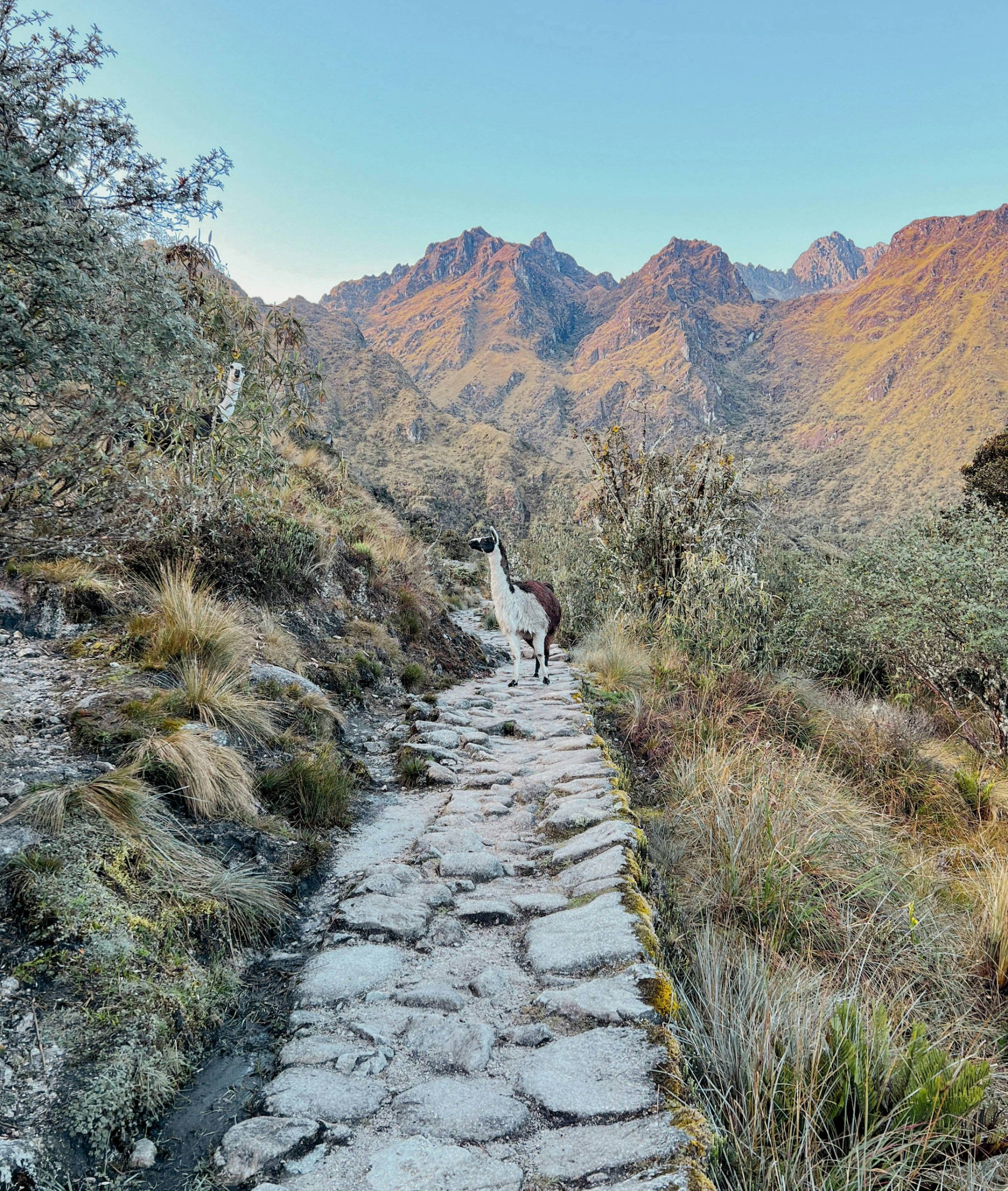 Aventure andine en famille, de Machu Picchu au désert d'Uyuni