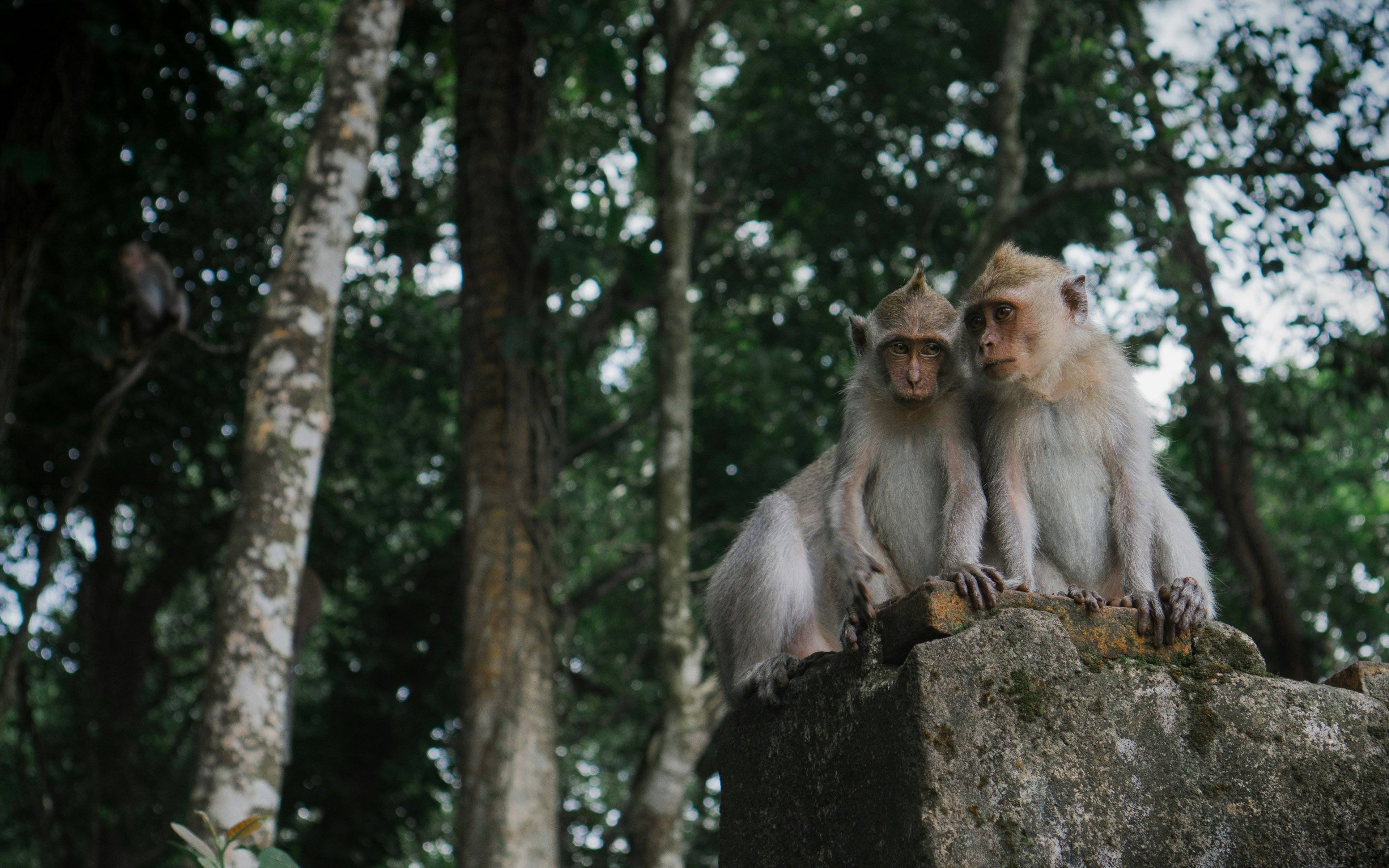 Pequeños Exploradores en Bali: Magia, Alegría y Diversión Familiar