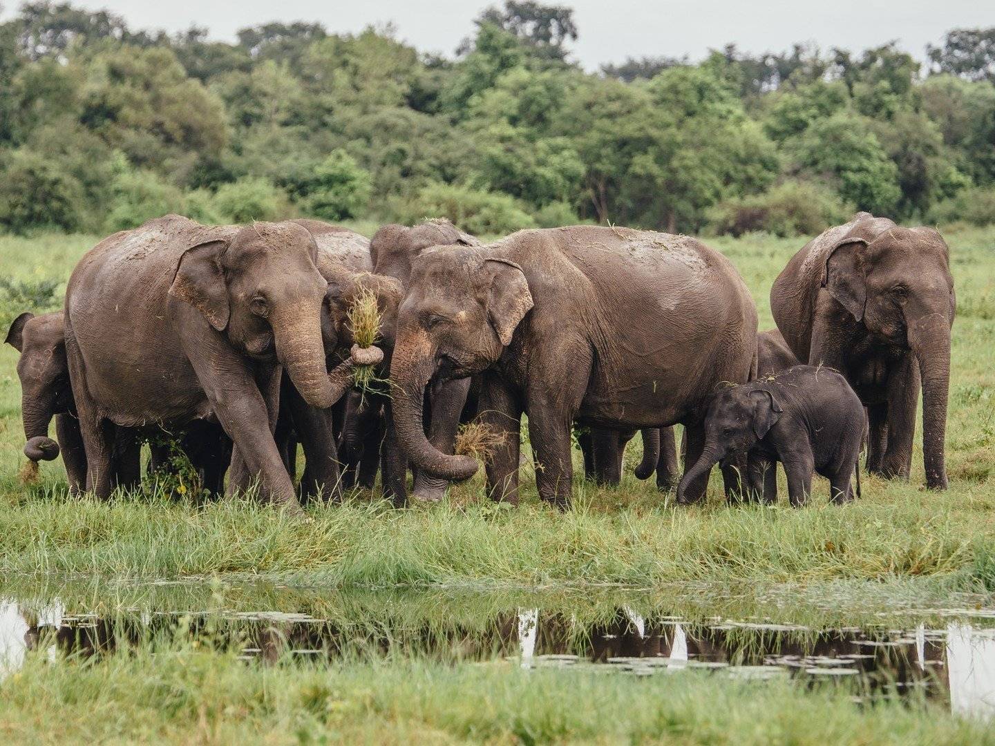 Natur und Tiere erleben in Sri Lanka