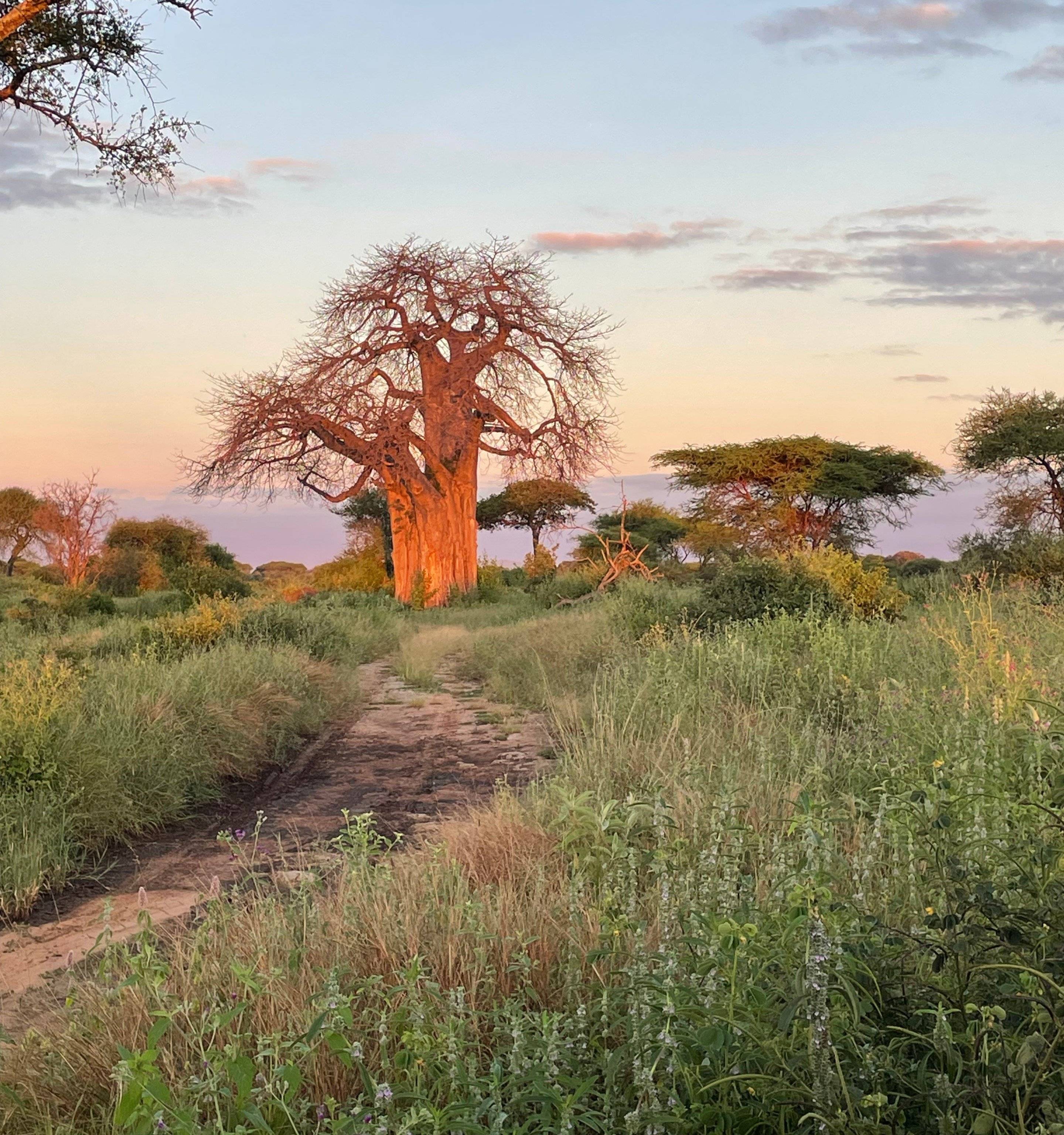 Reise Wunder: Safari-Abenteuer in der Grünen Jahreszeit