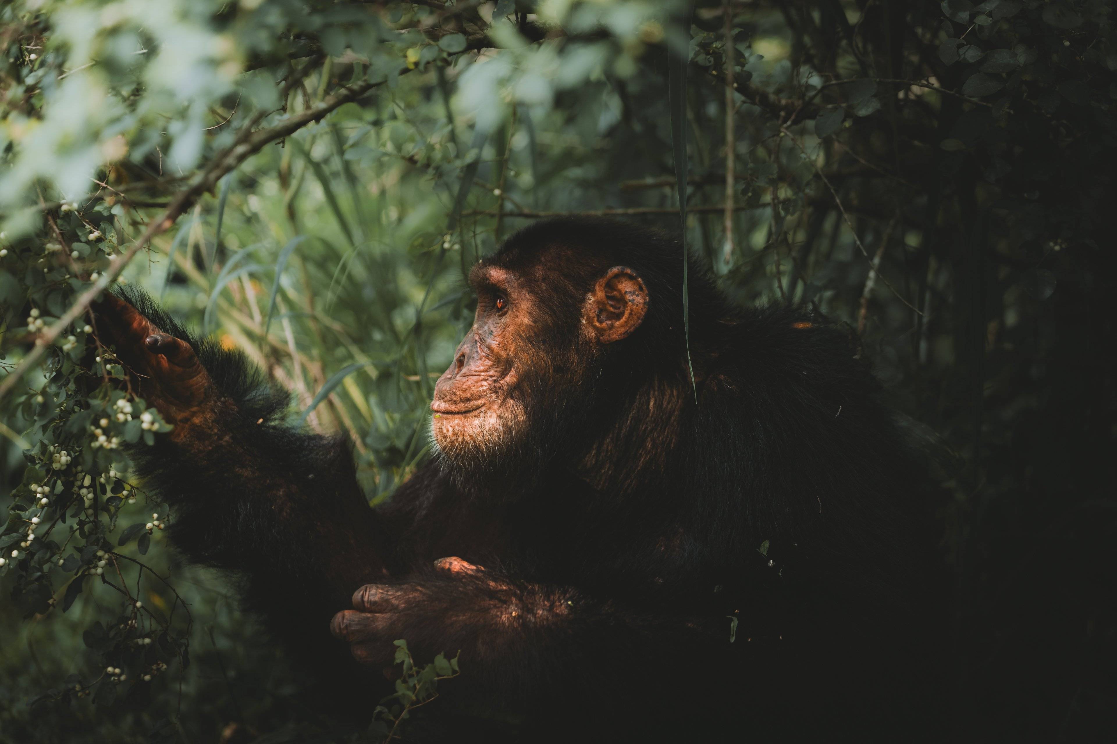 Sur les traces de Dian Fossey en Ouganda et au Rwanda !