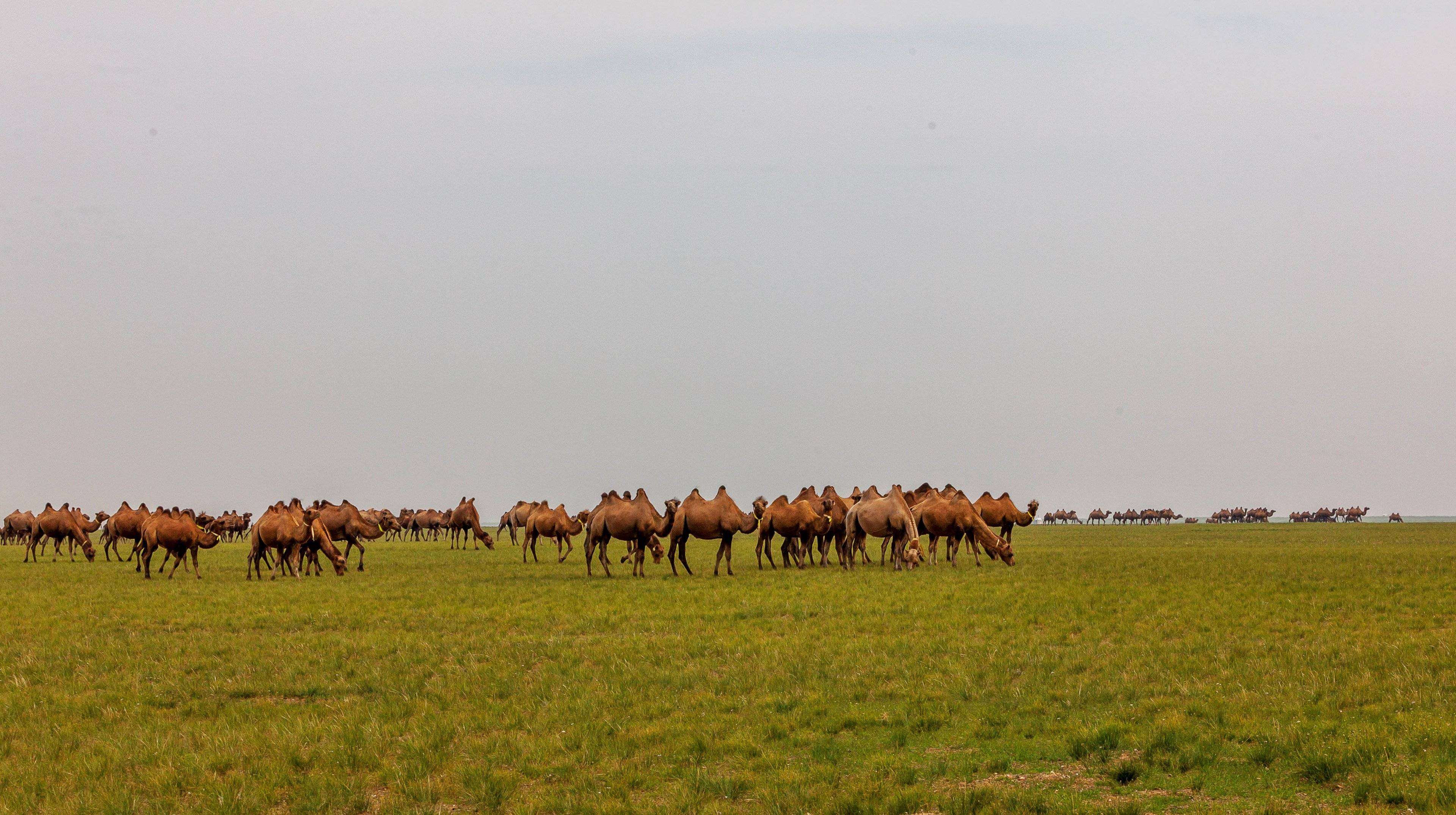 Reise in das Herz der Mongolei zwischen Steppen & Gobi