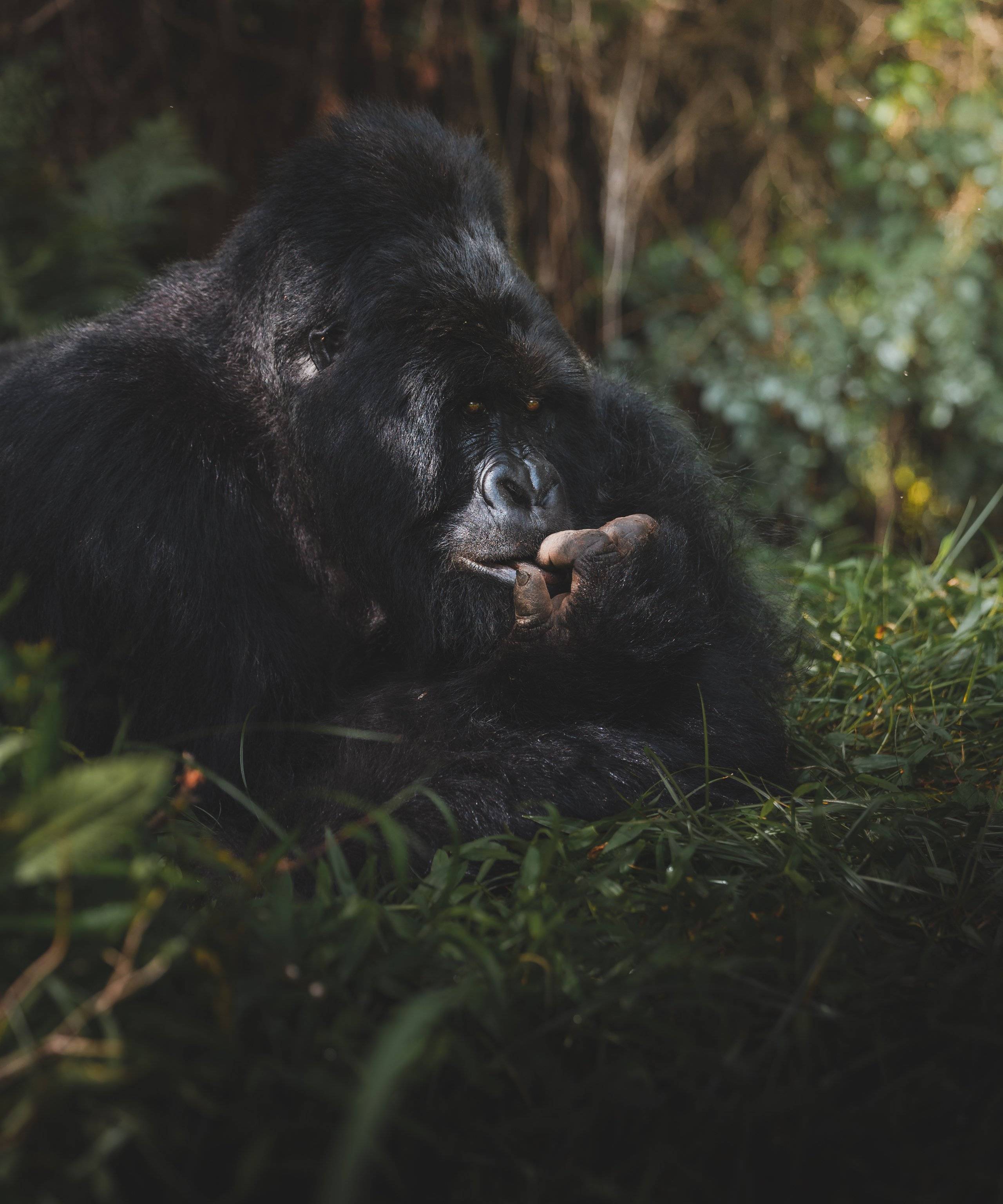 Uganda e Rwanda sulle orme di Dian Fossey