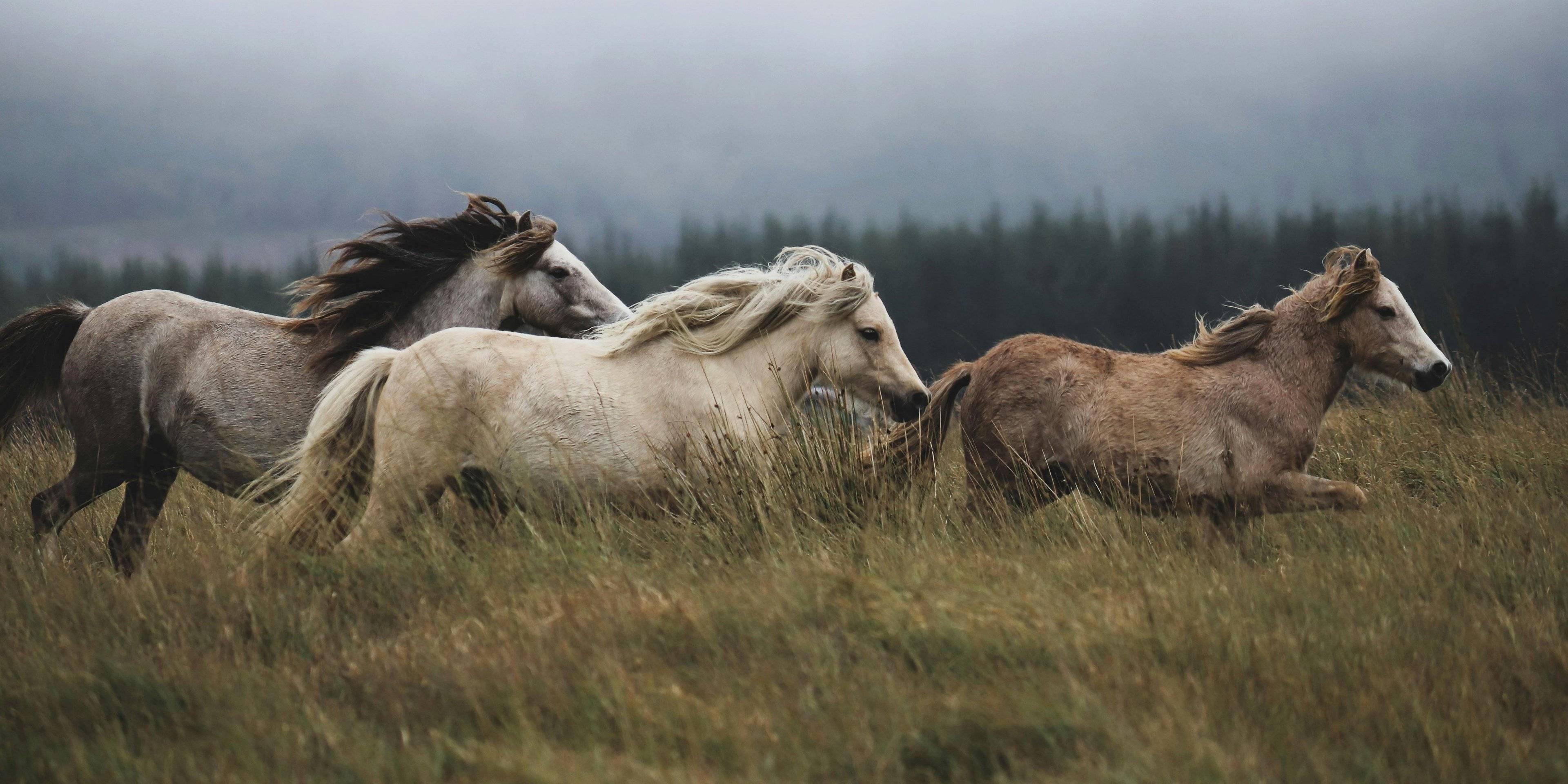 Chevauchées sauvages en terres Vikings