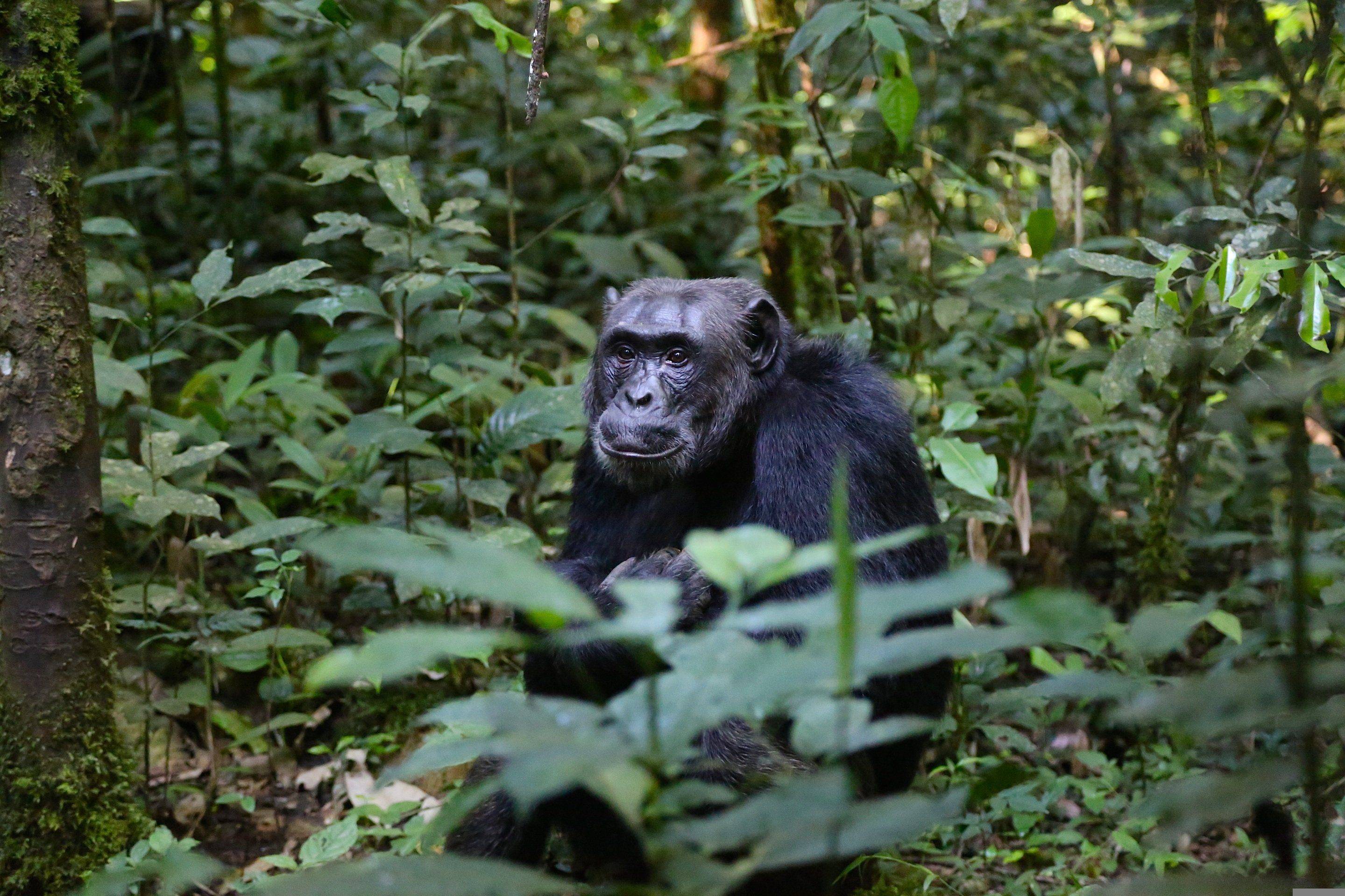 Lacs, volcans et primates entre Ouganda et Rwanda