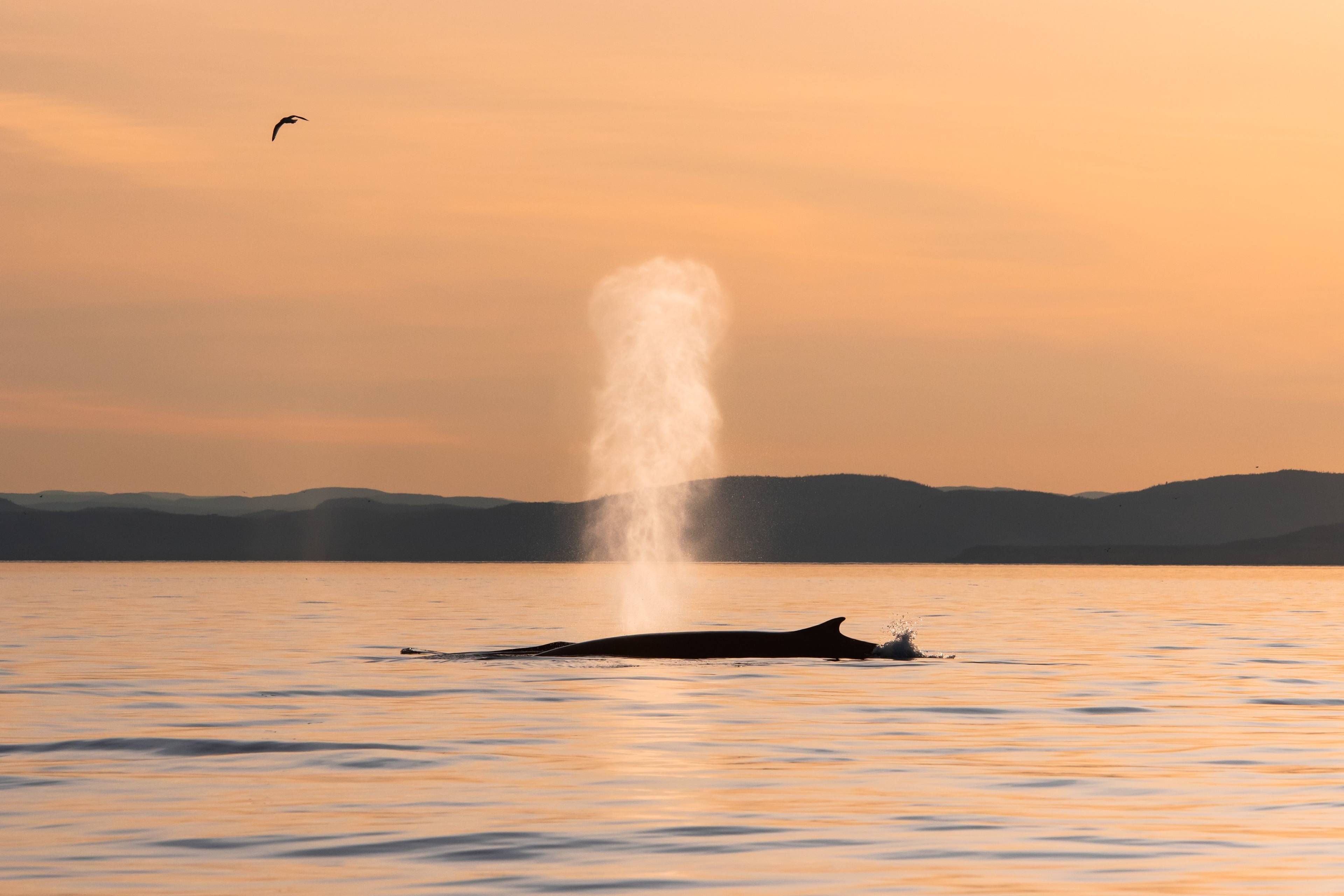 Dos orillas del San Lorenzo: Ballenas y fiordo