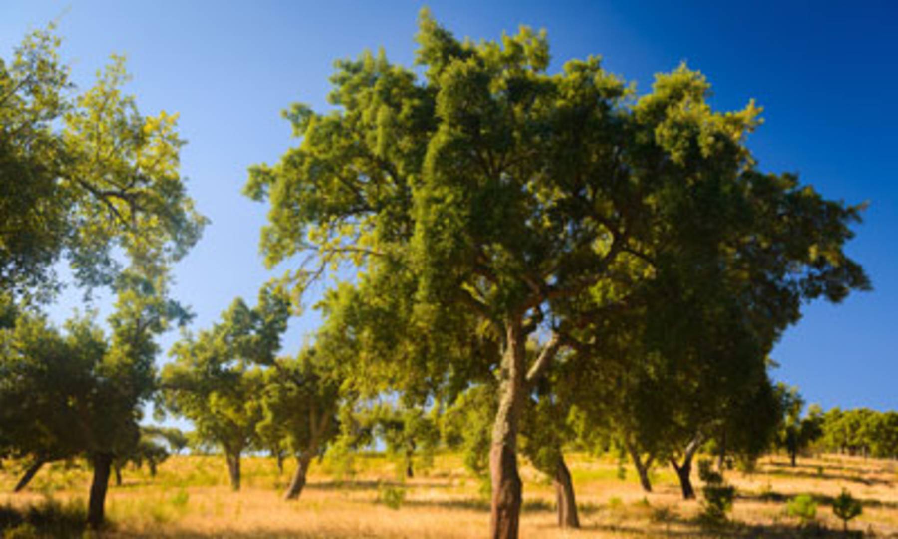 Alqueva, le grand lac de l'Alentejo