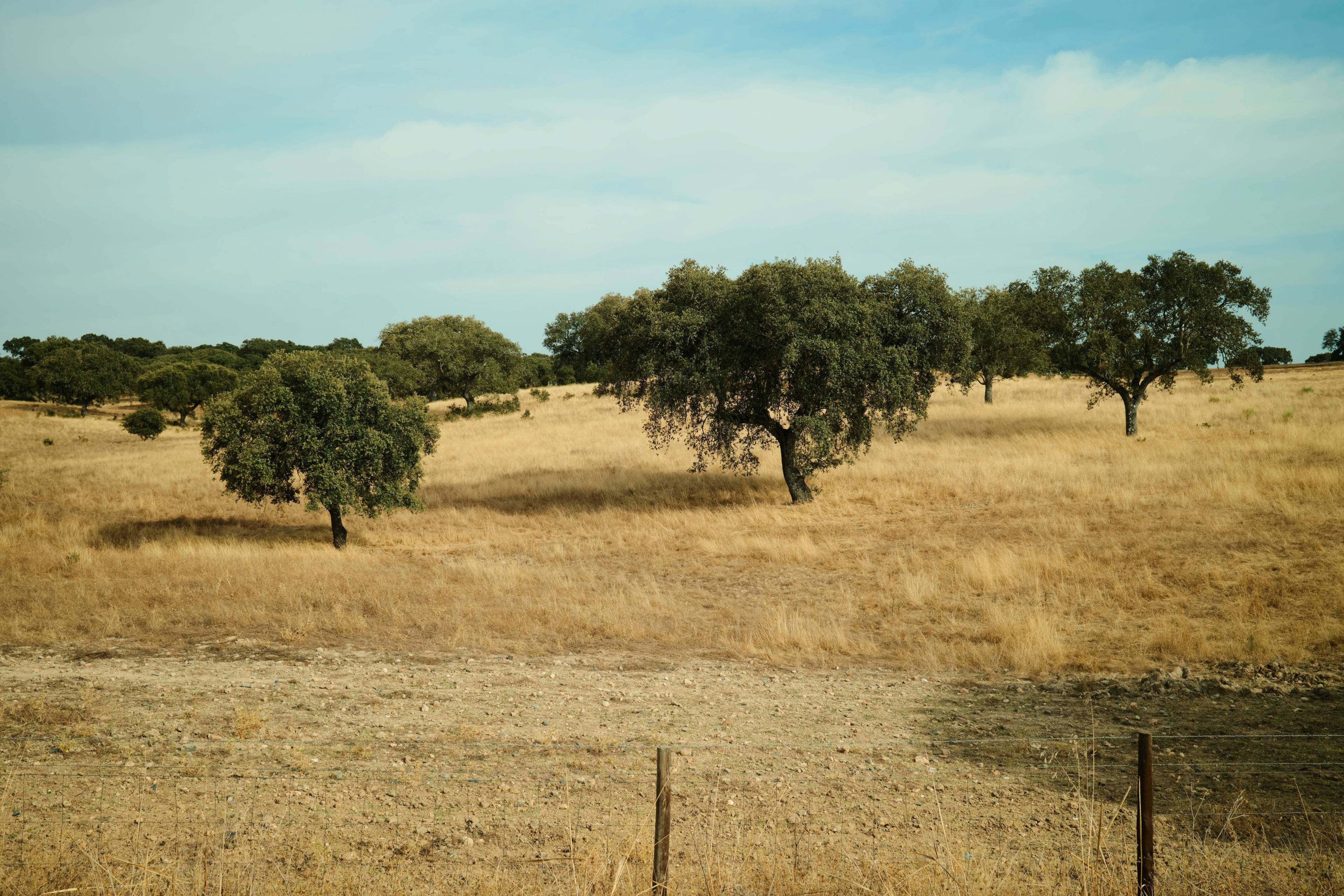 Monsaraz, cœur de l'Alentejo