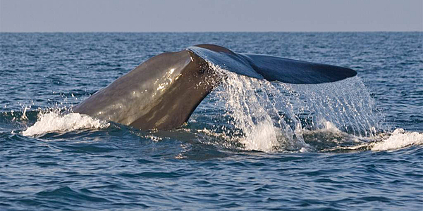 Baleine au large du Sri Lanka