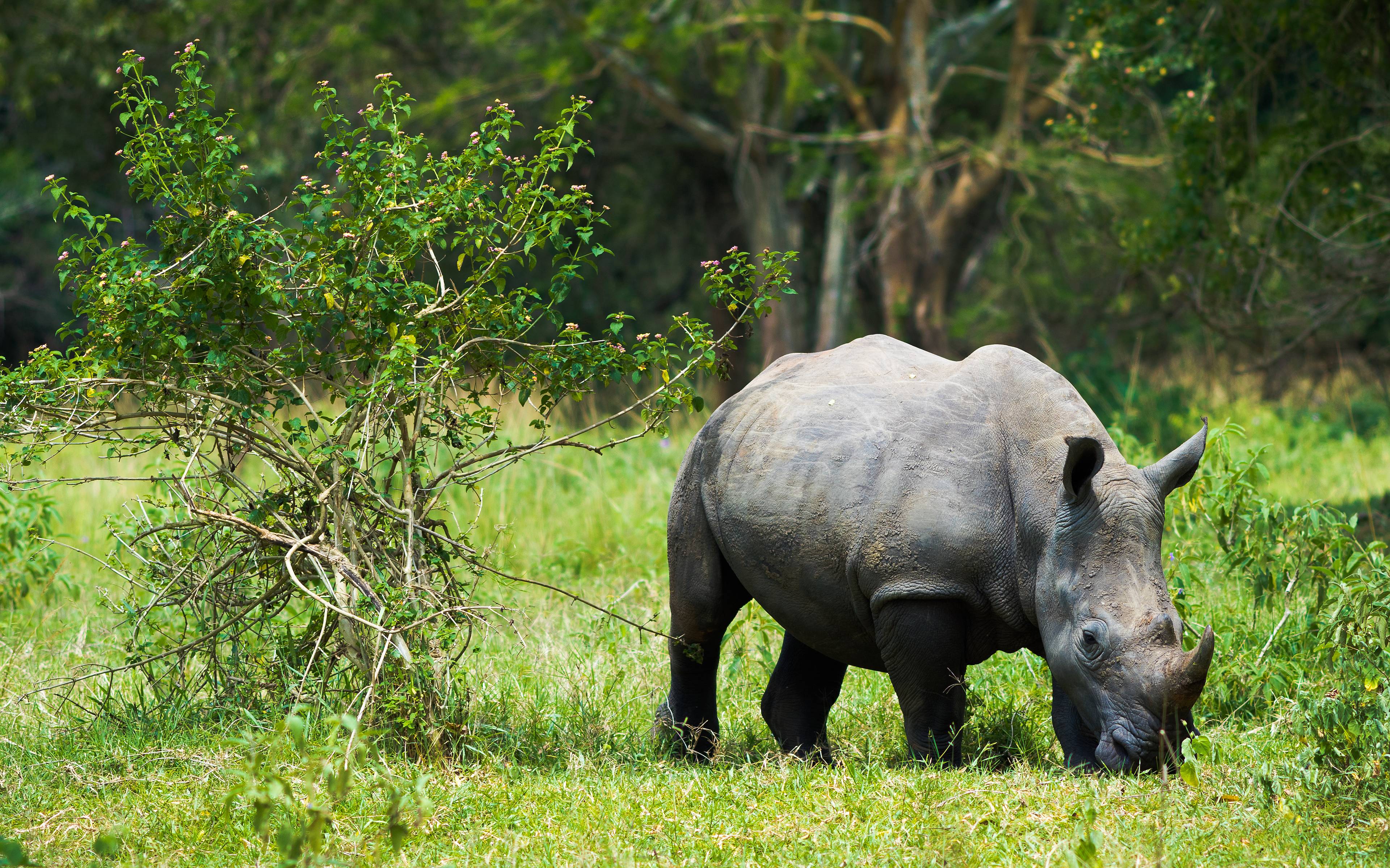 Salida para descubrir rinocerontes en Ziwa