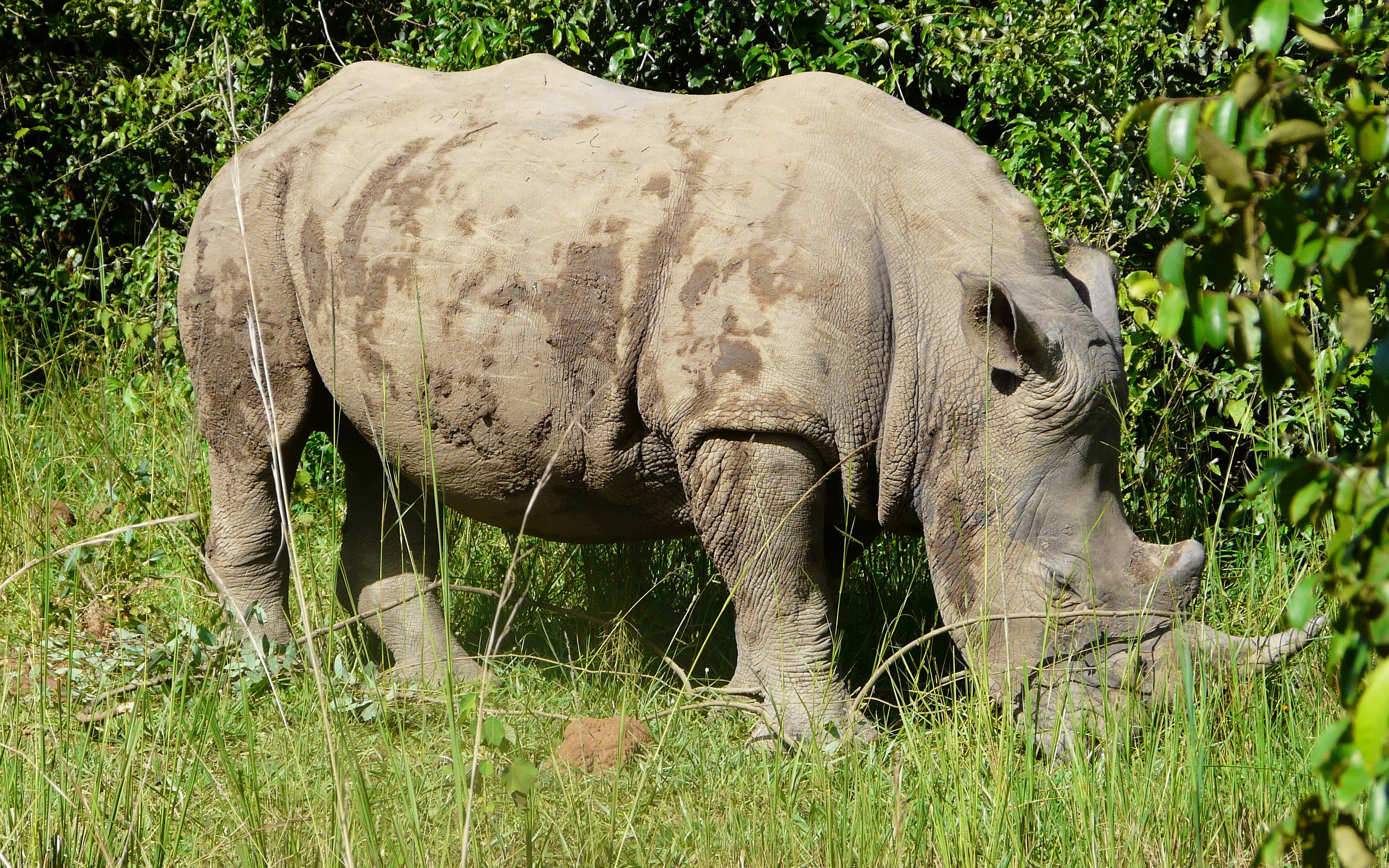 Salida al​ Santuario de Rinocerontes de Ziwa