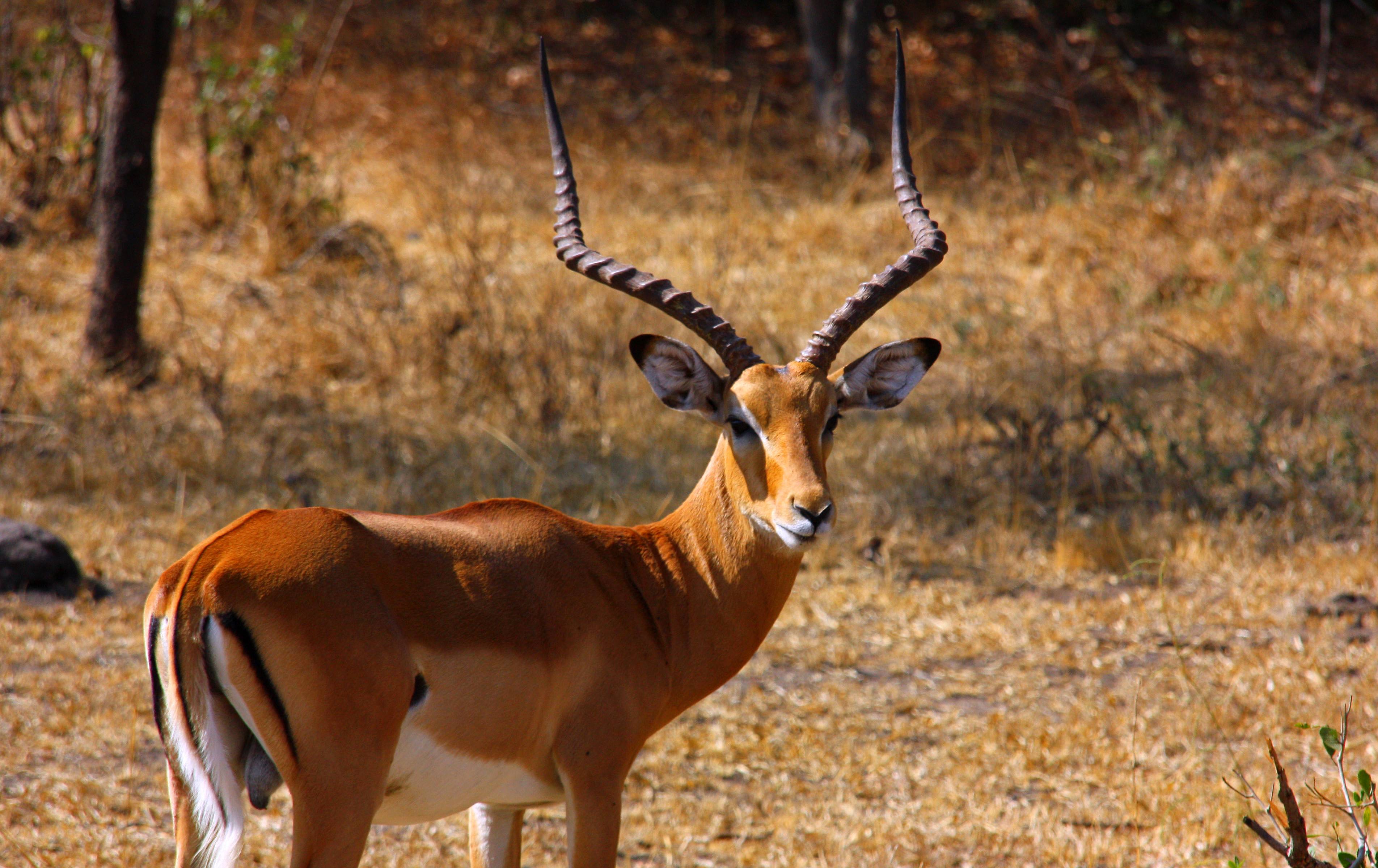 Safari a pie en el Parque Nacional de Mburo