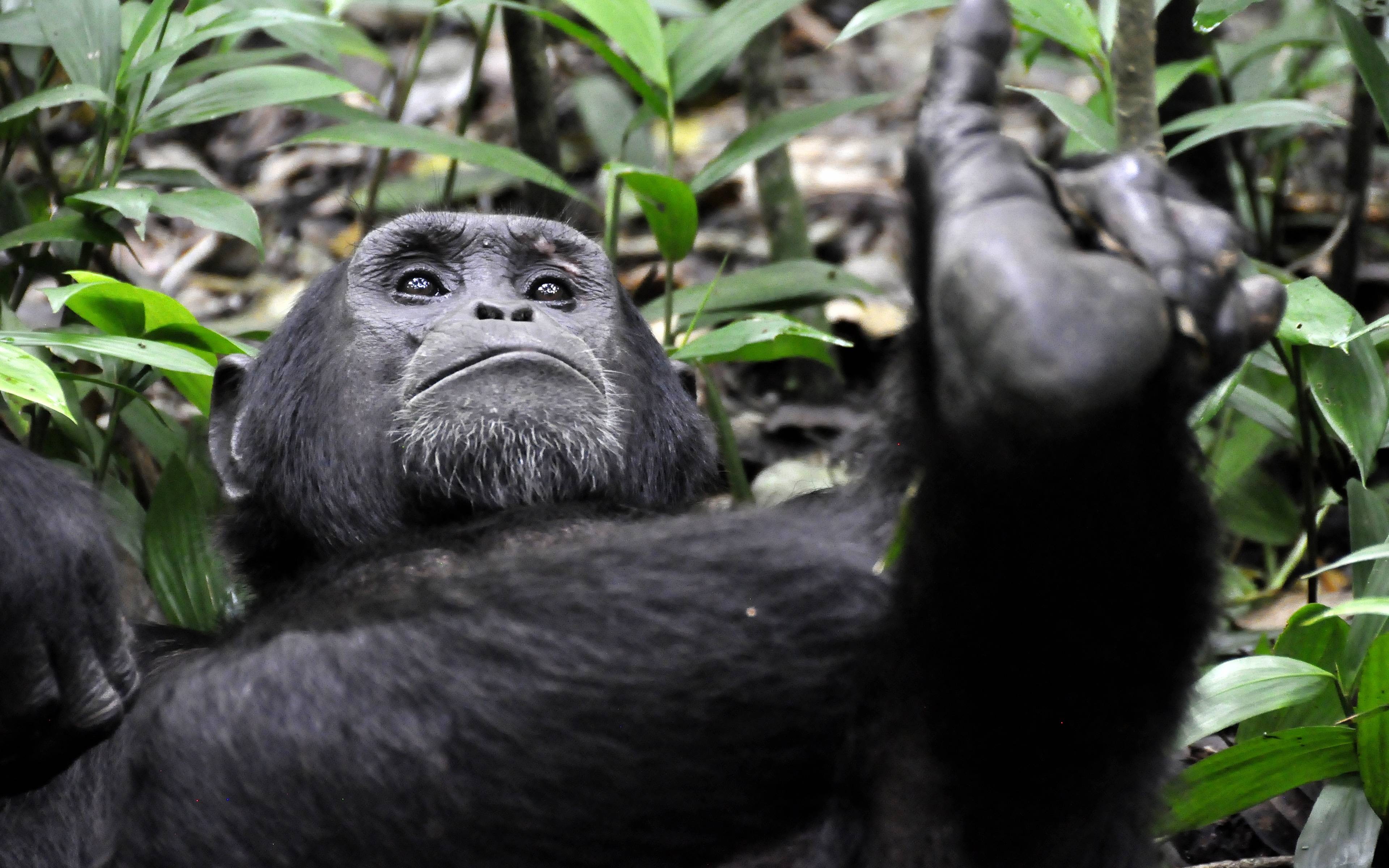 A la découverte des chimpanzés de Kibale et des oiseaux de Bigodi