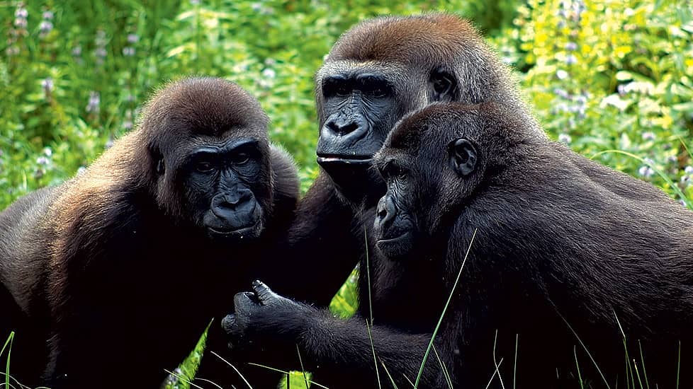 Sur la piste des gorilles de montagne du Parc National de Bwindi