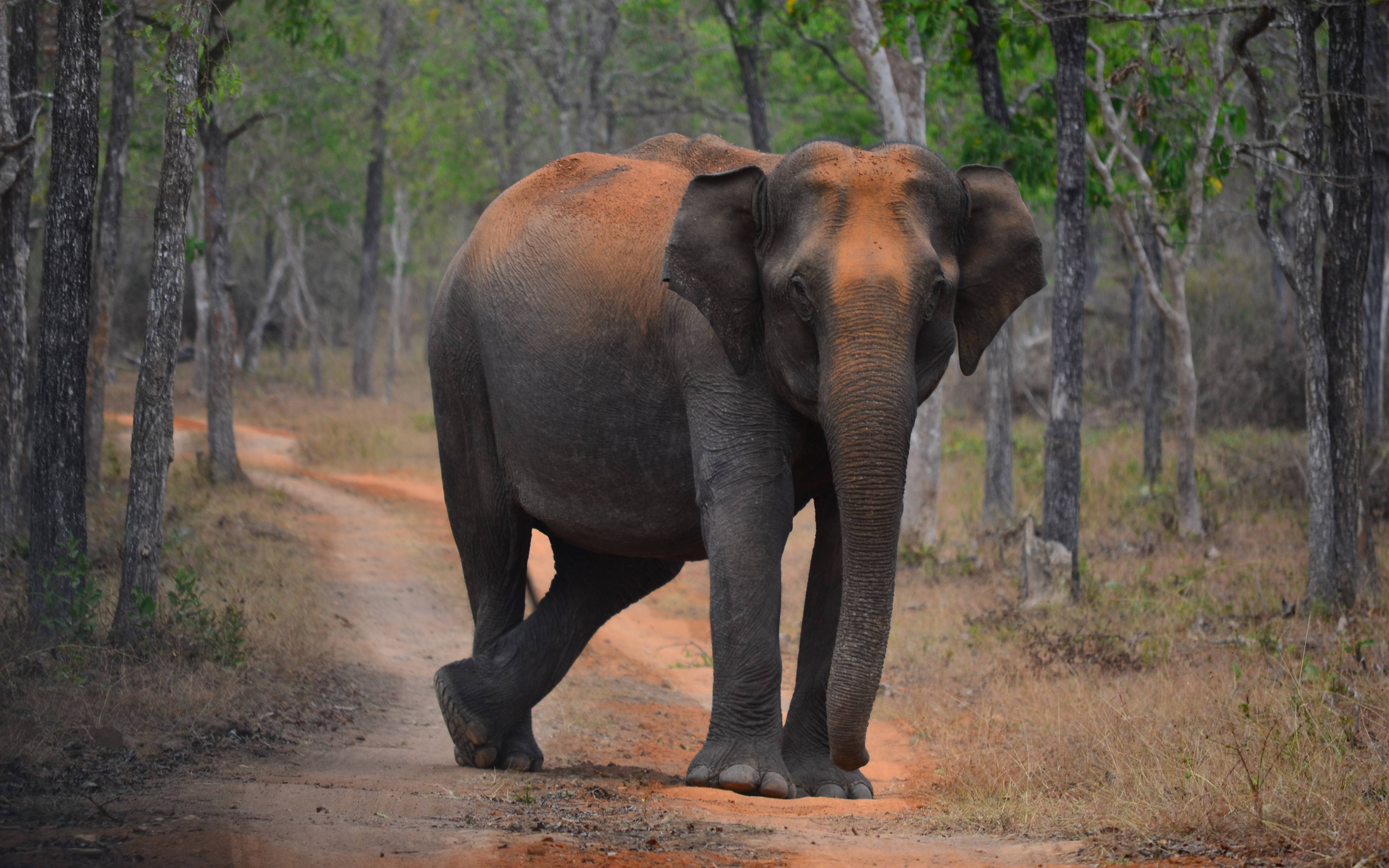 Naturerlebnisse und Begegnungen mit Elefanten in Munnar