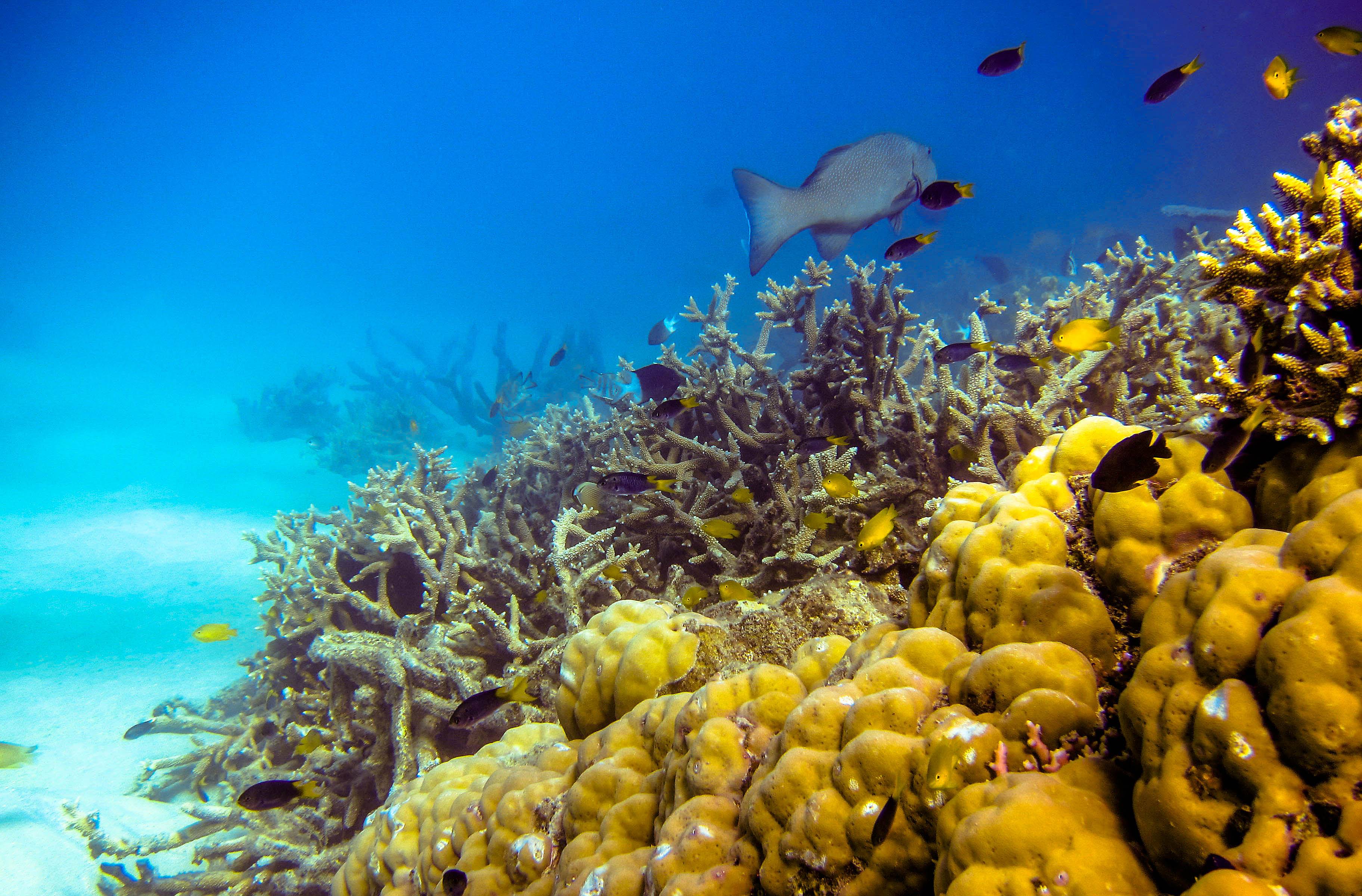 Scoprendo la barriera corallina