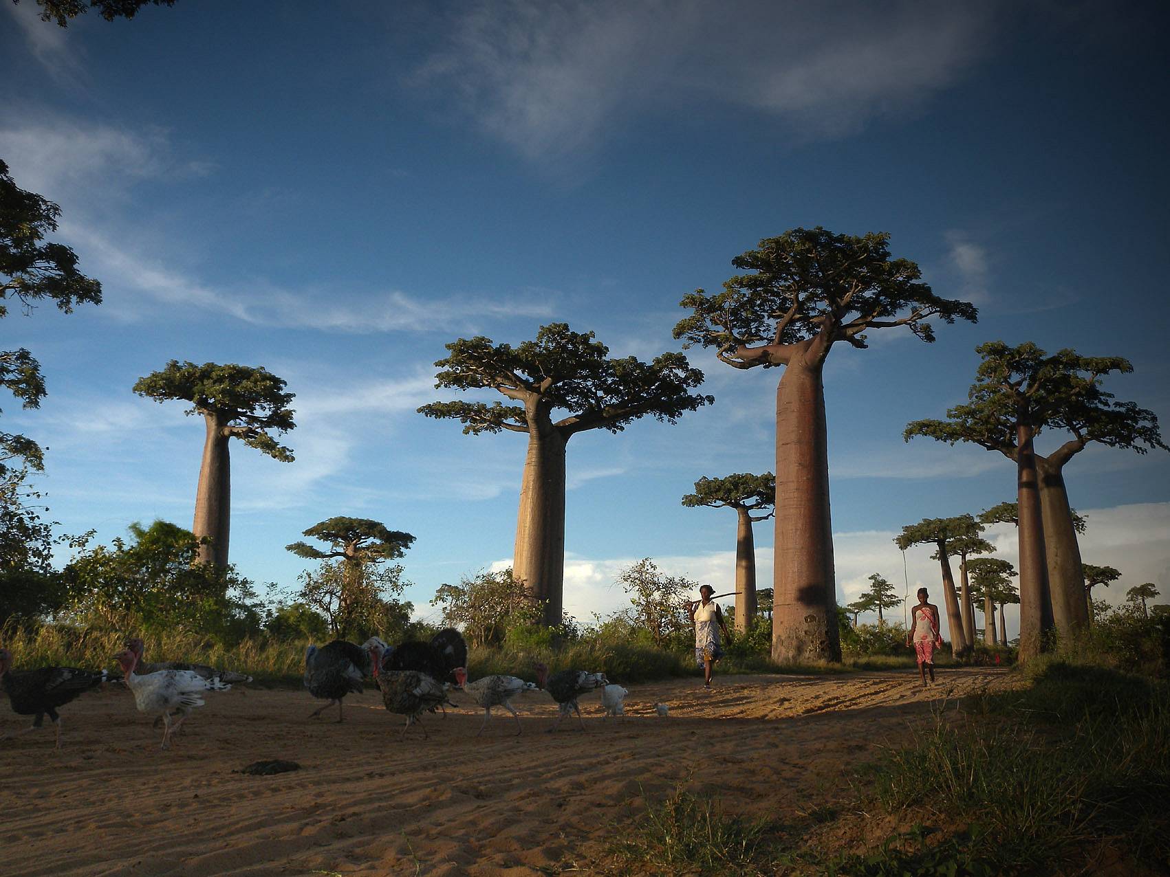 Descubre un paisaje de baobab y paseo en barco