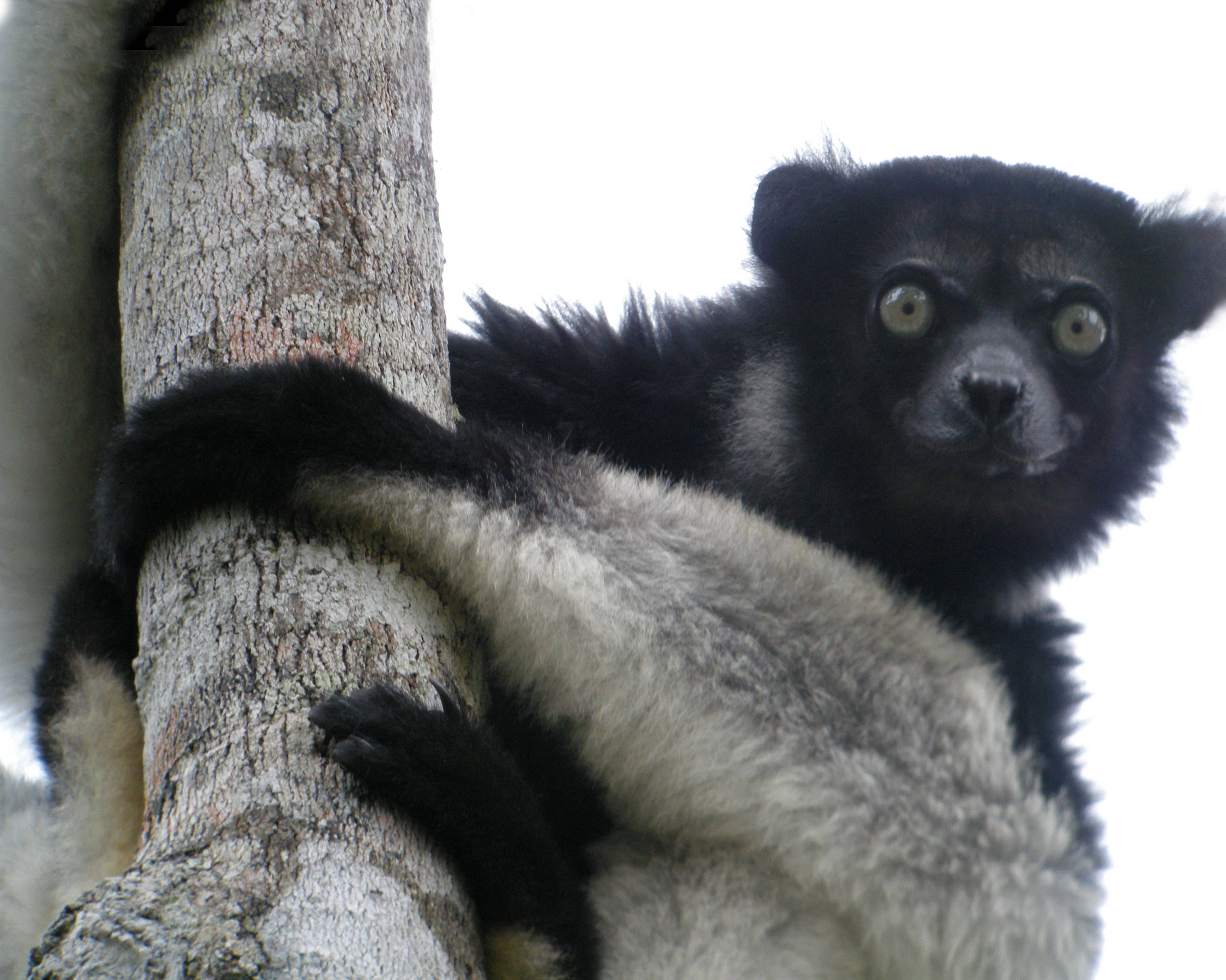 The Icons Of Madagascar