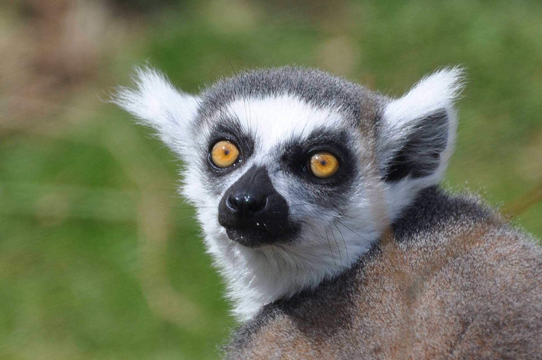Meeting with the Ring Tailed Lemurs