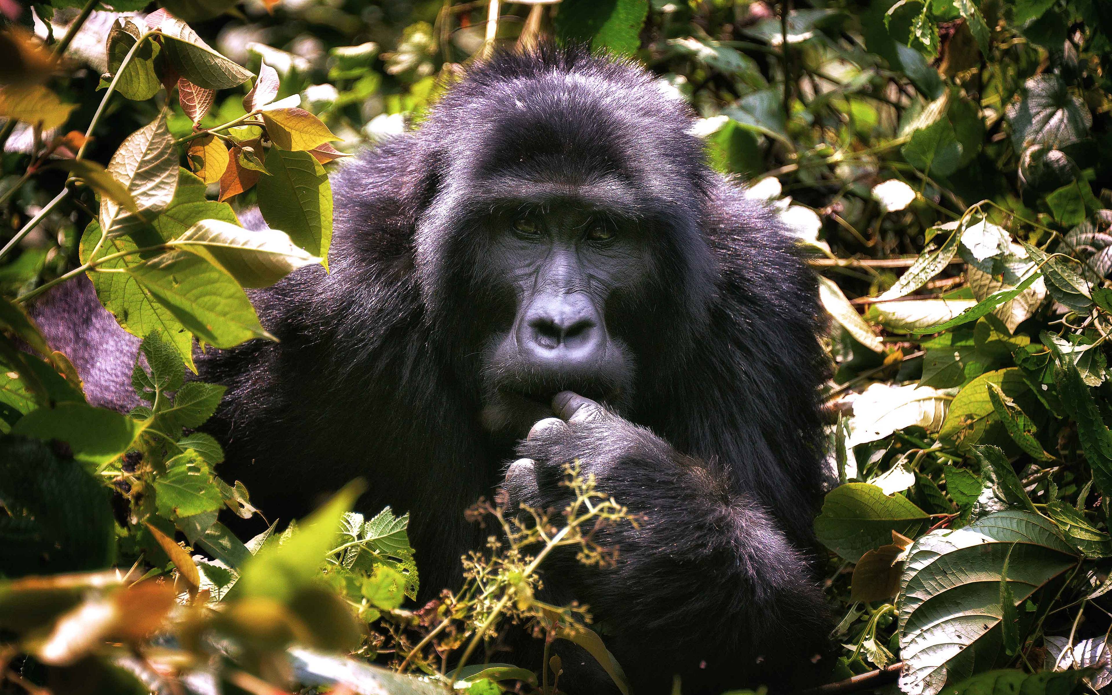 Gorilla Beobachtung im Südwesten Ugandas  