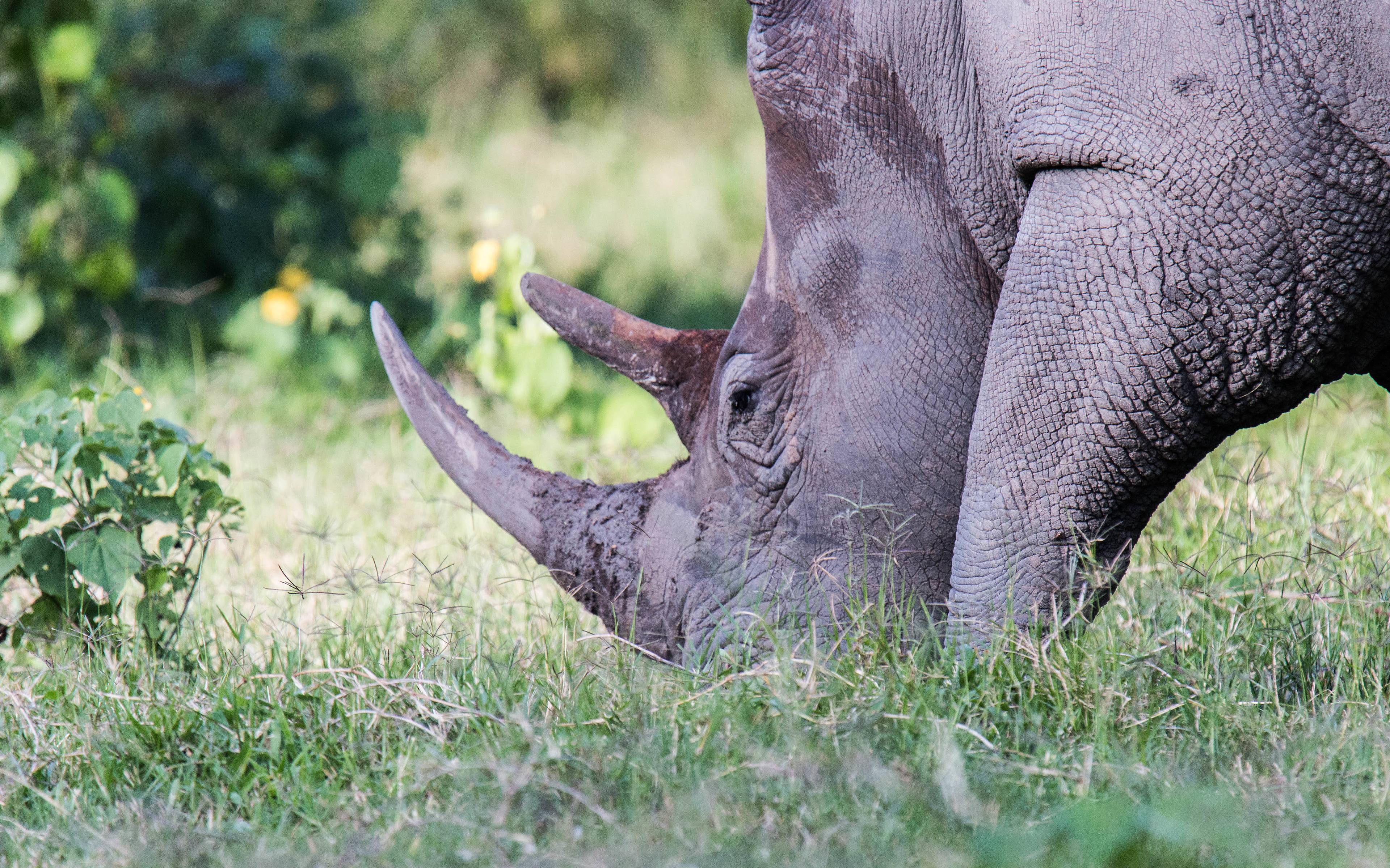 Fahrt zum Ziwa Rhino Sanctuary
