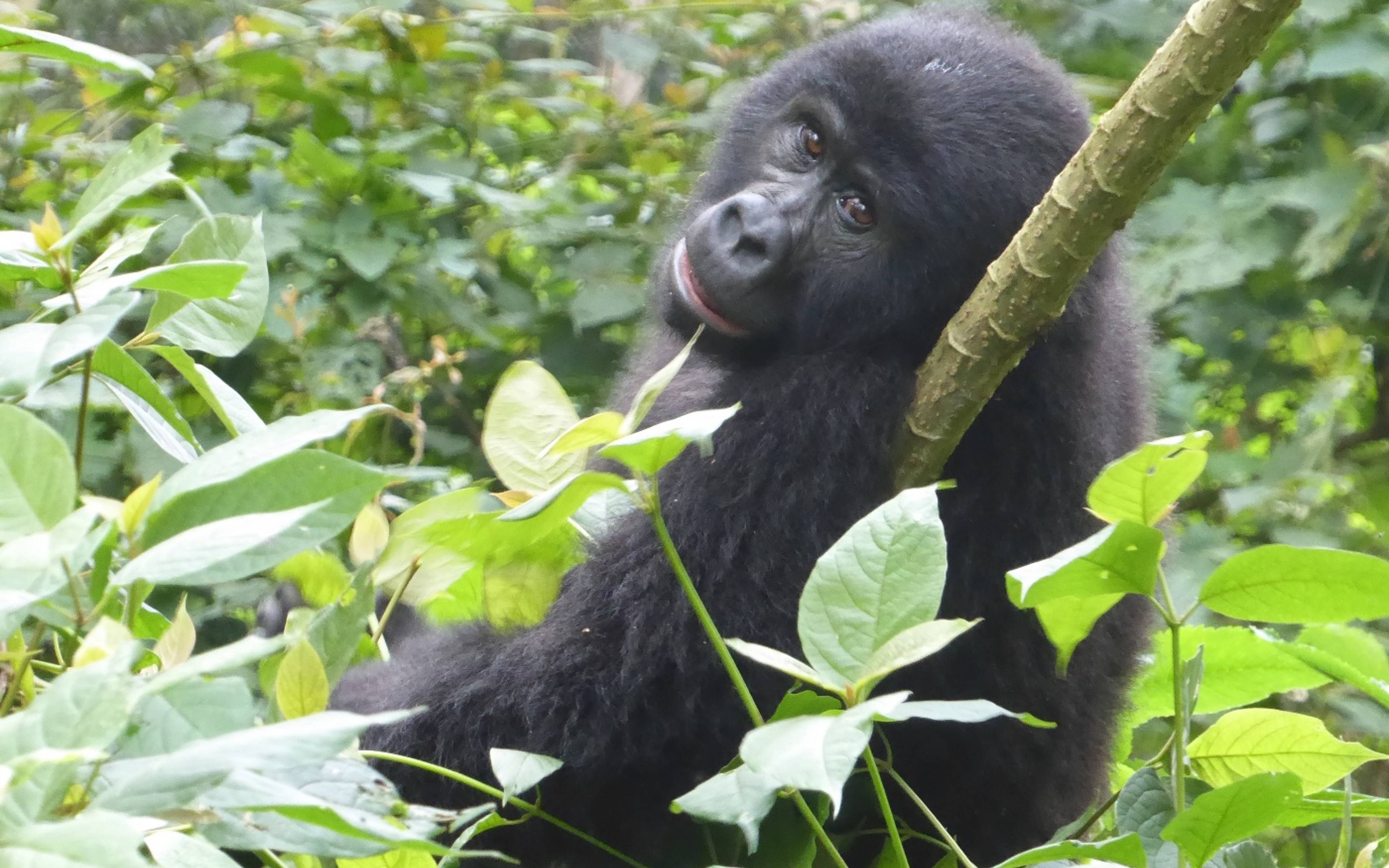 Ihr Besuch bei den Gorillas  im Bwindi Forest National Park
