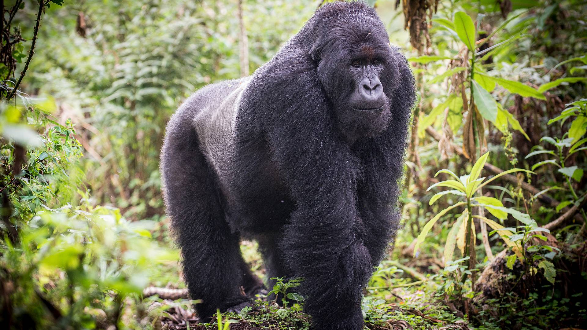 Eine Reise durchs Land der Berg Gorillas