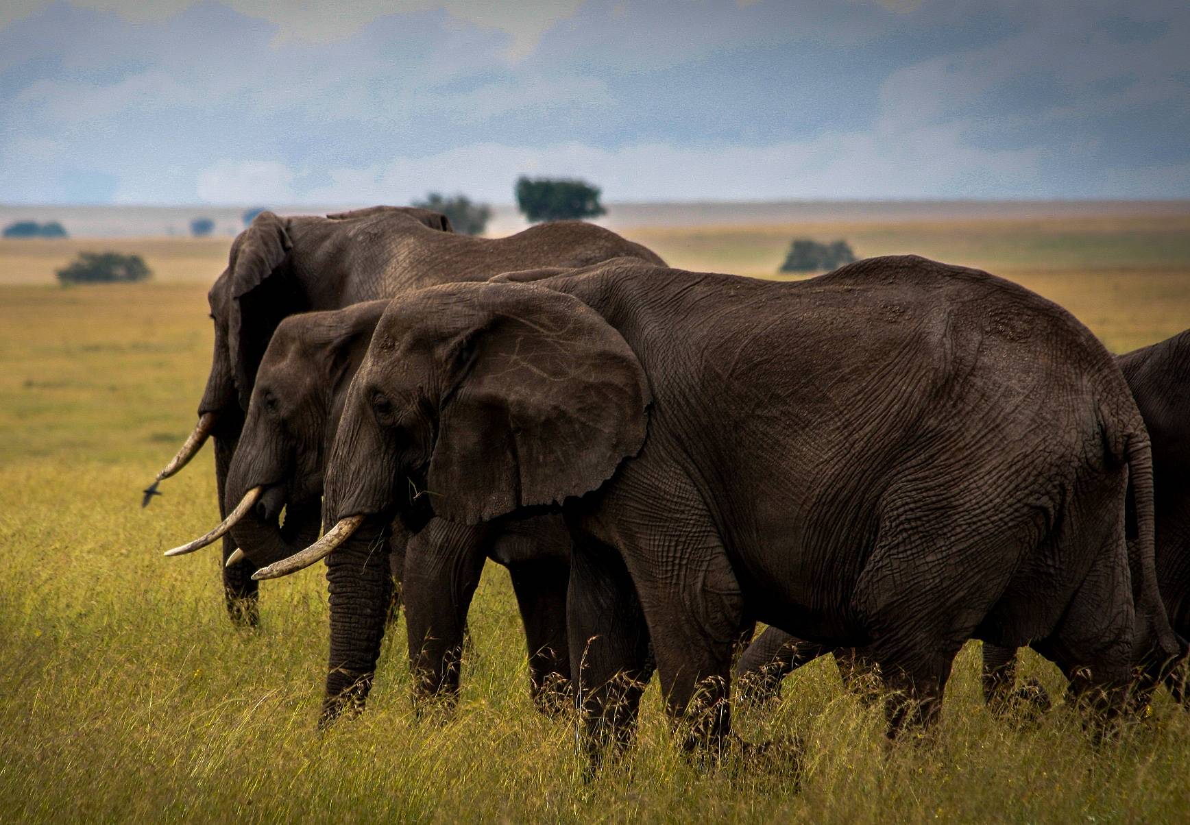 Safari im Ngorongoro Krater 