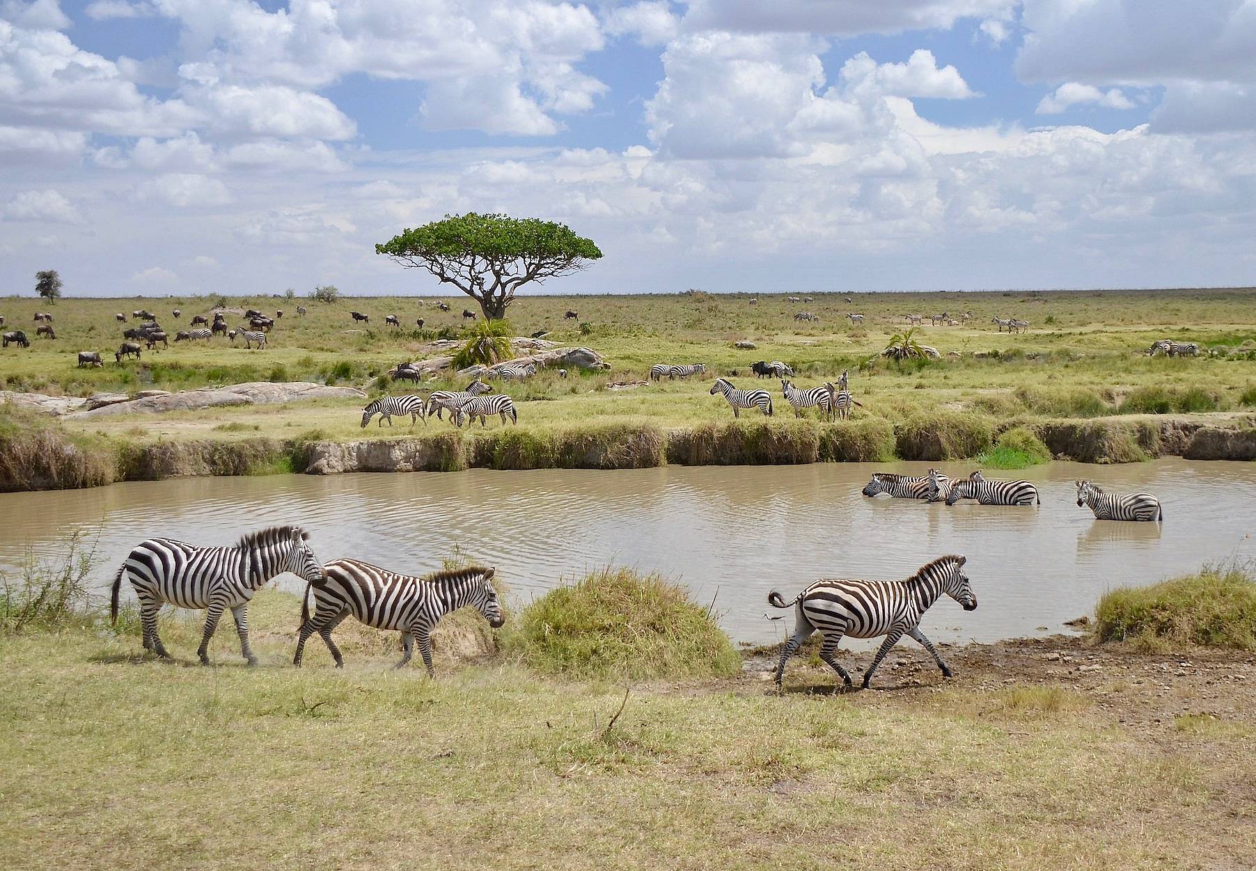 «Big Five» im Serengeti Nationalpark 
