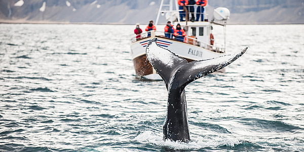 Whale-watching in Iceland
