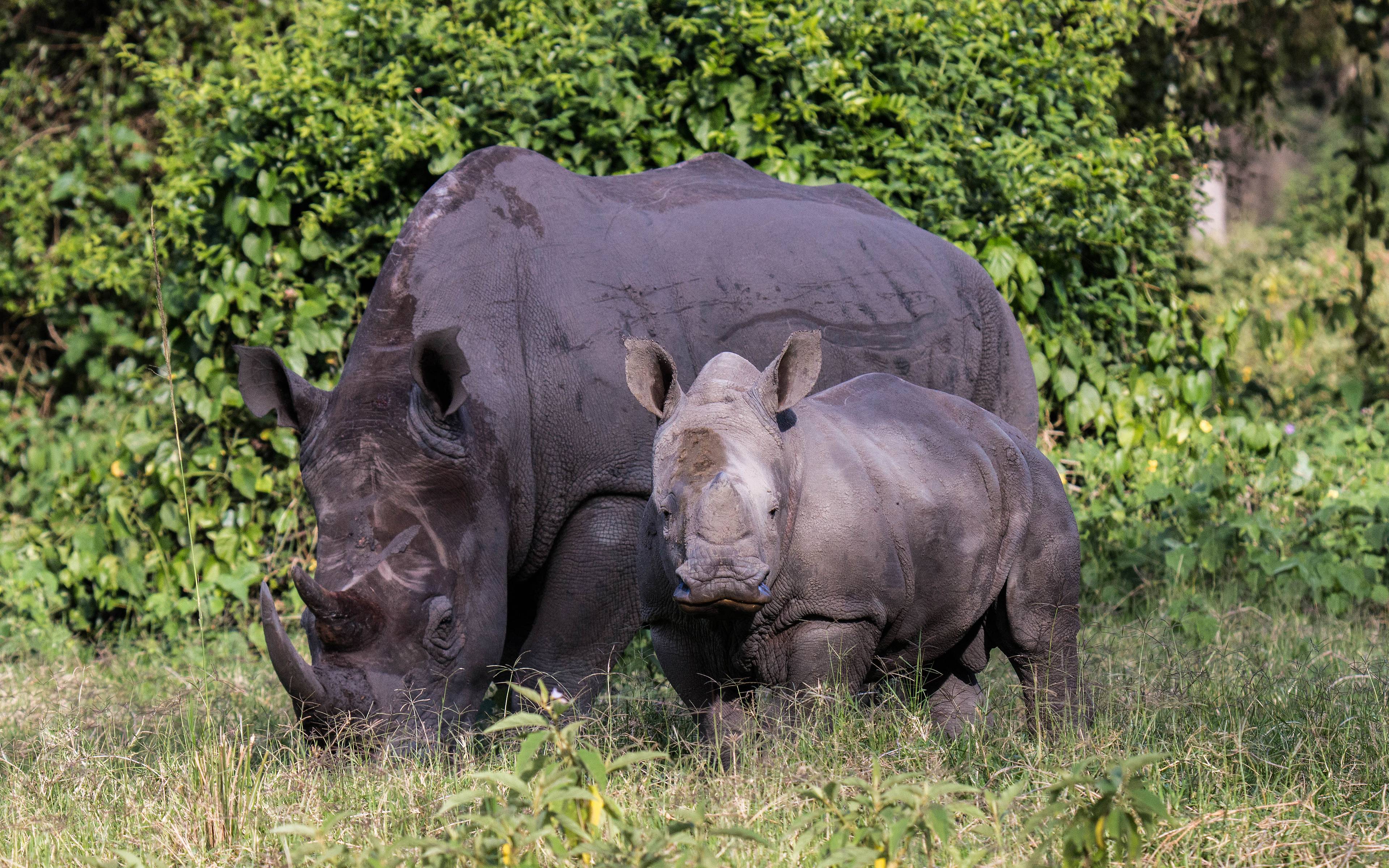 Visita al Santuario de Rinocerontes