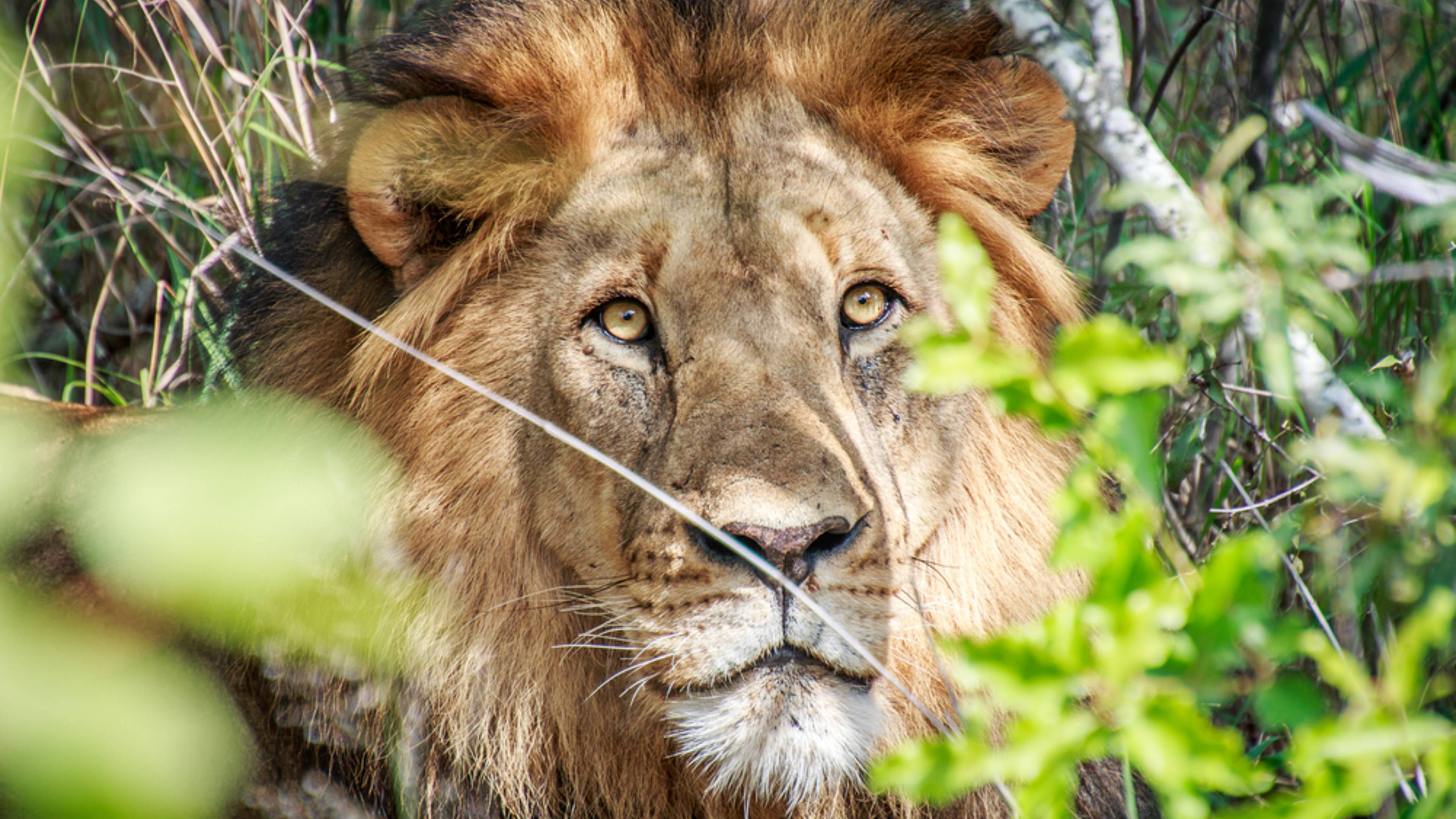 Wildlife und Natur vom Kruger Nationalpark bis nach Kapstadt 