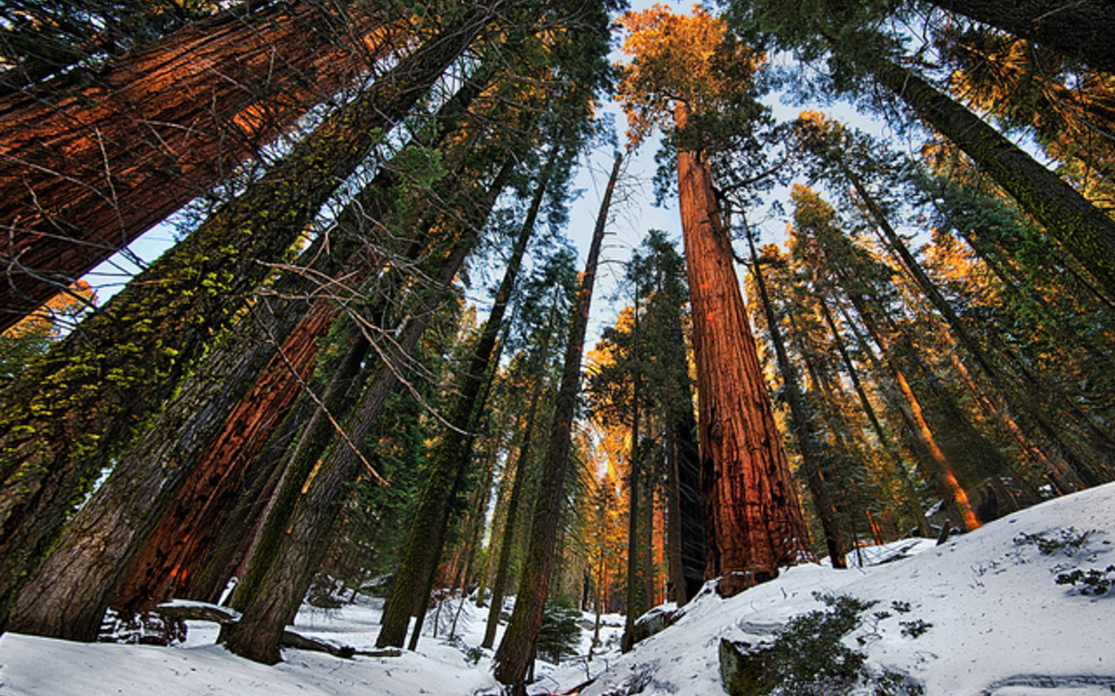 Sequoia zona