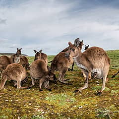 Kangaroo Island : un sentiment de liberté dans l’île nature