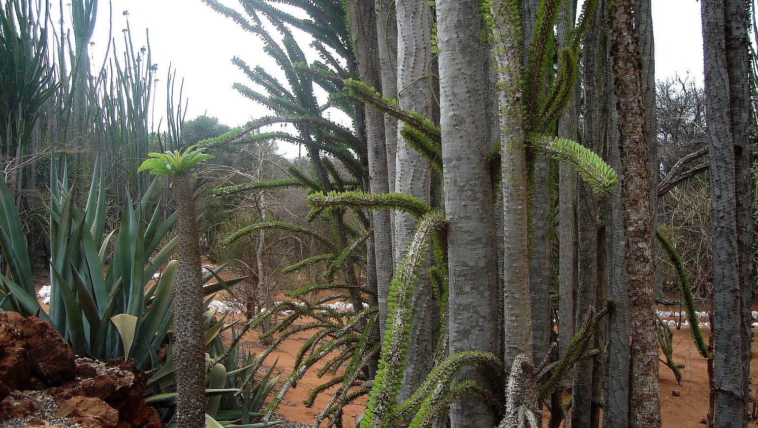 Растения мадагаскара фото с названиями