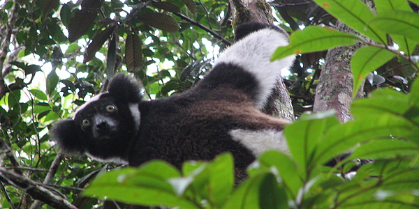 Lémur Indri-Indri @Flickr cc NH53