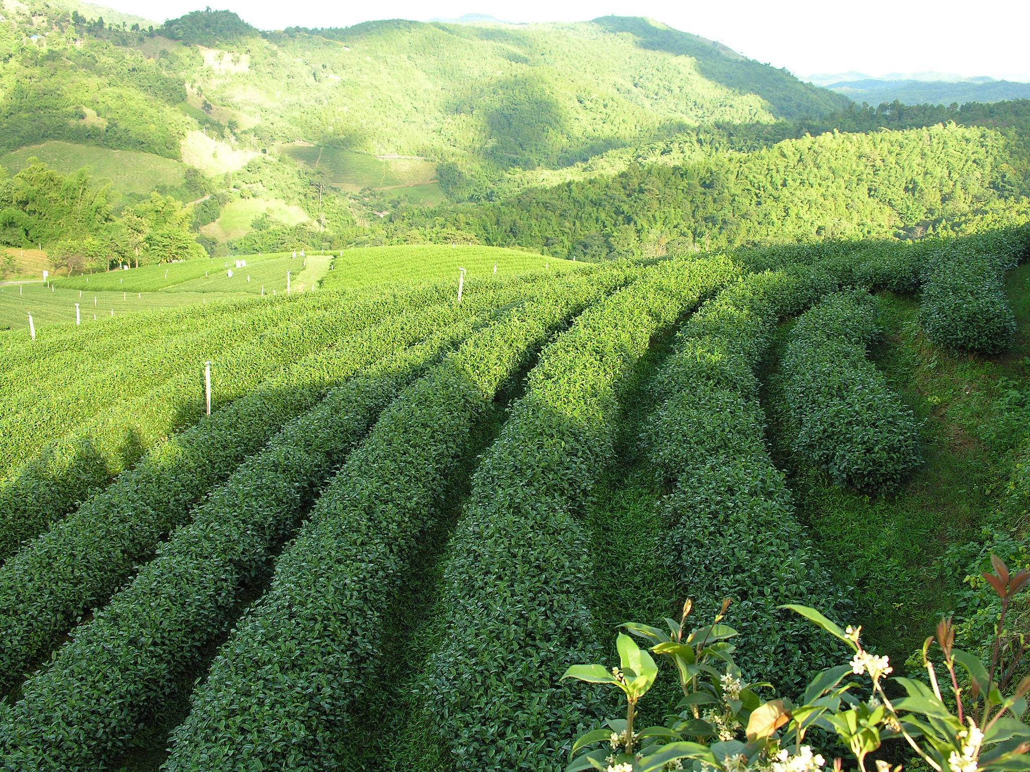 Plantations de thé et marché traditionnel