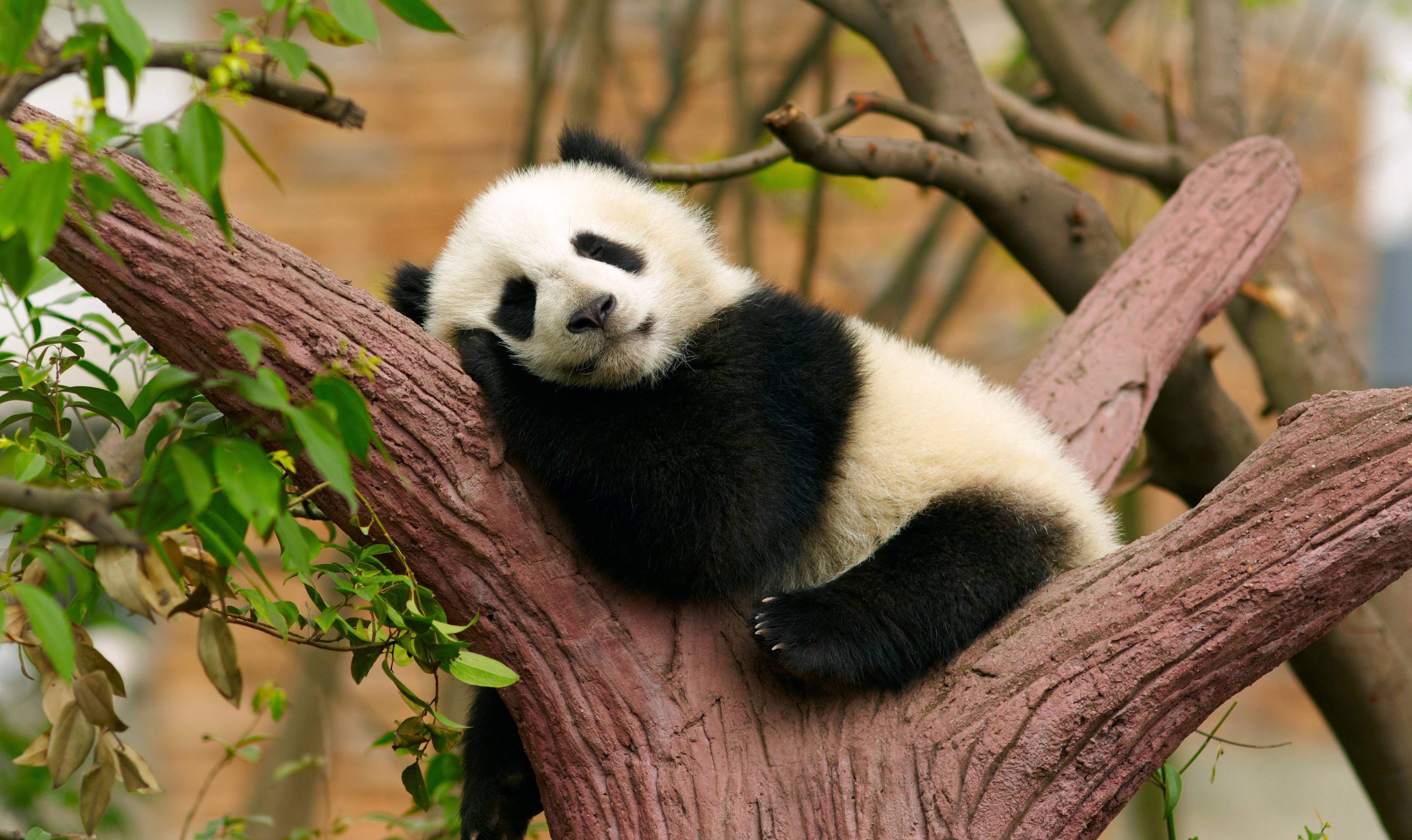 Expérience unique avec les pandas en famille