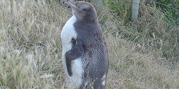 Pinguino con gli occhi gialli