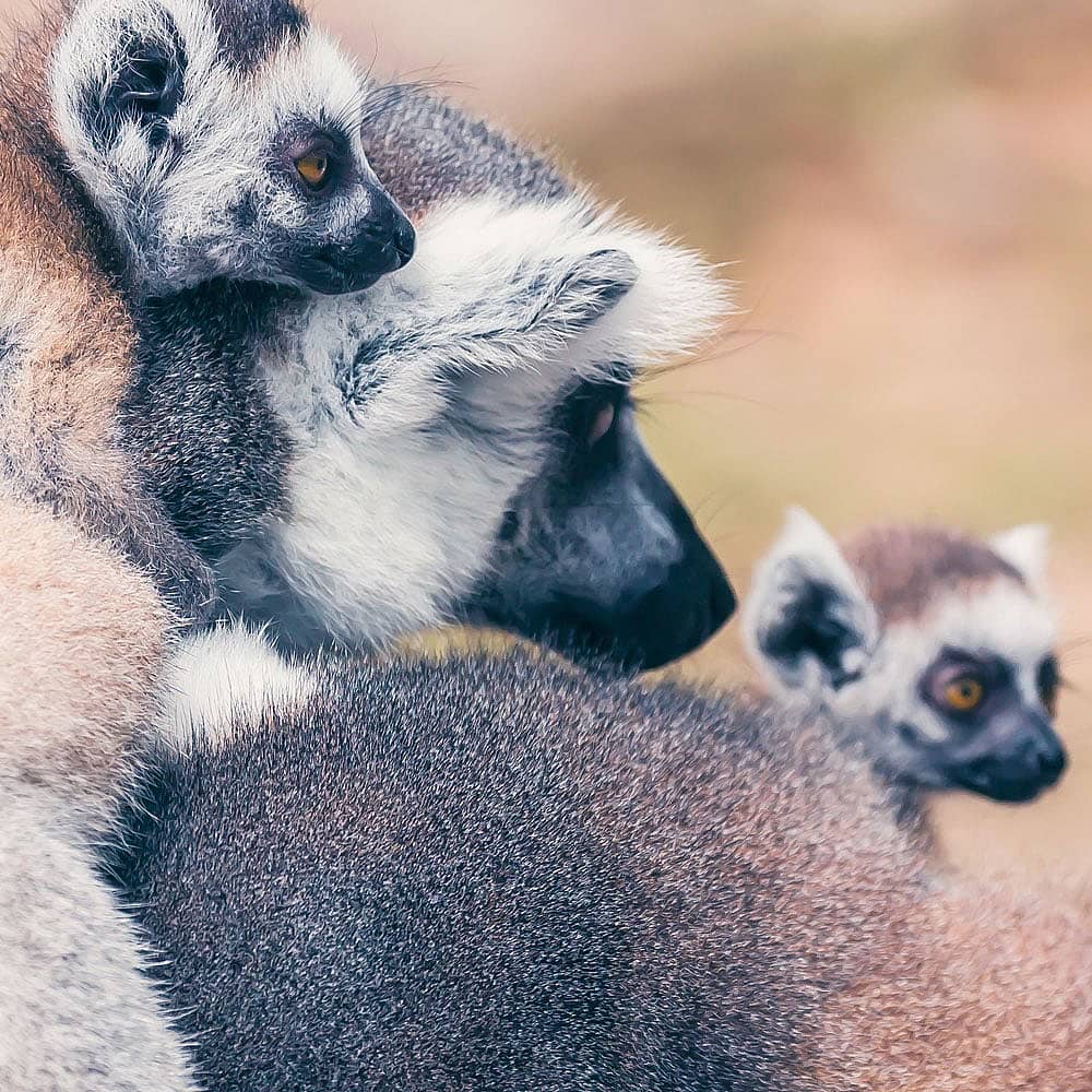 Votre voyage à Madagascar en famille 100% sur mesure