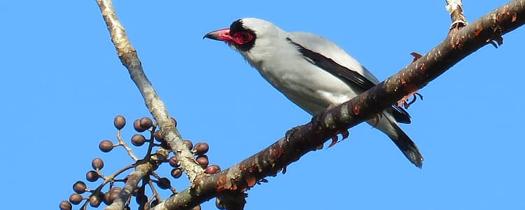 Panama Tour Birdwatching Tour Evaneos