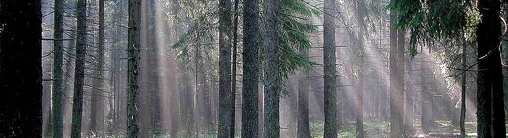 Forêt de Białowieża