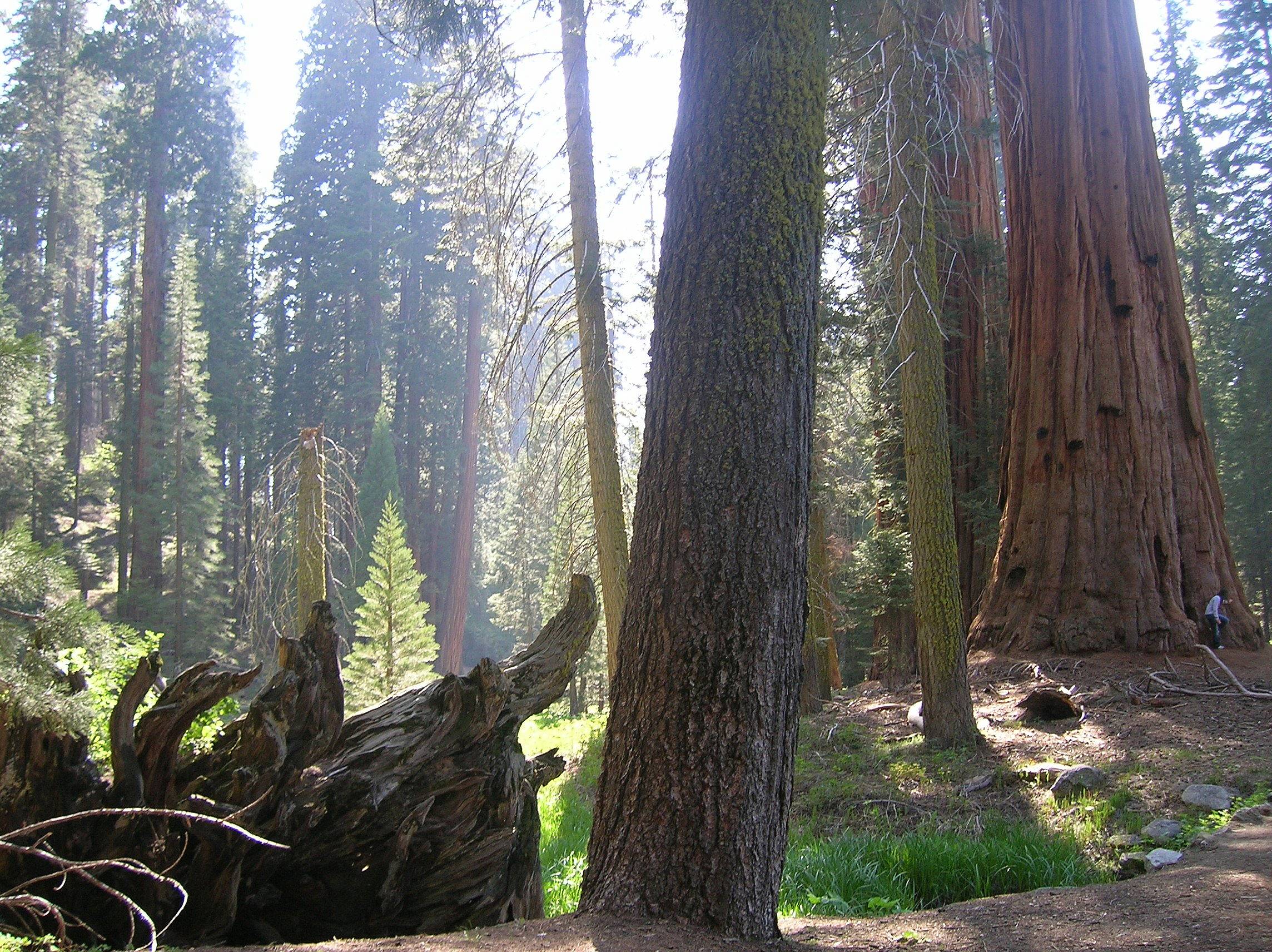 Parc National Séquoia