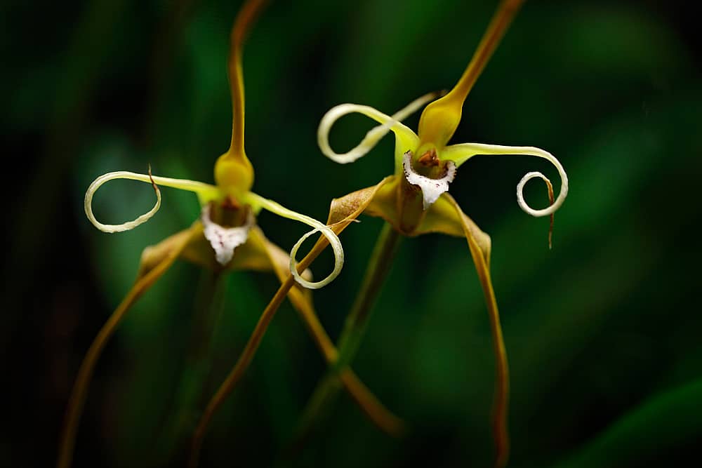 Het orchideeënparadijs